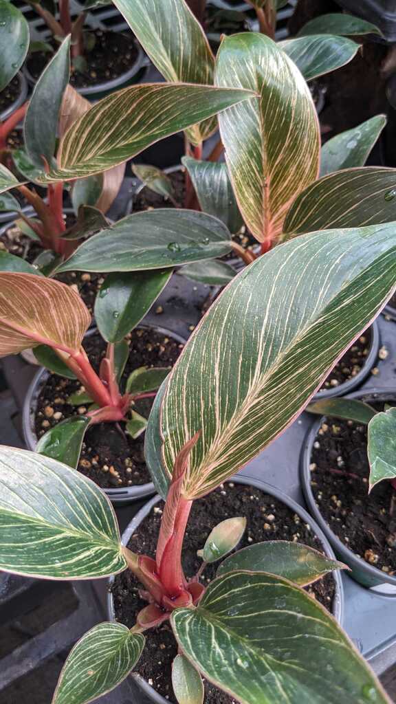 Philodendron Birkin Pink