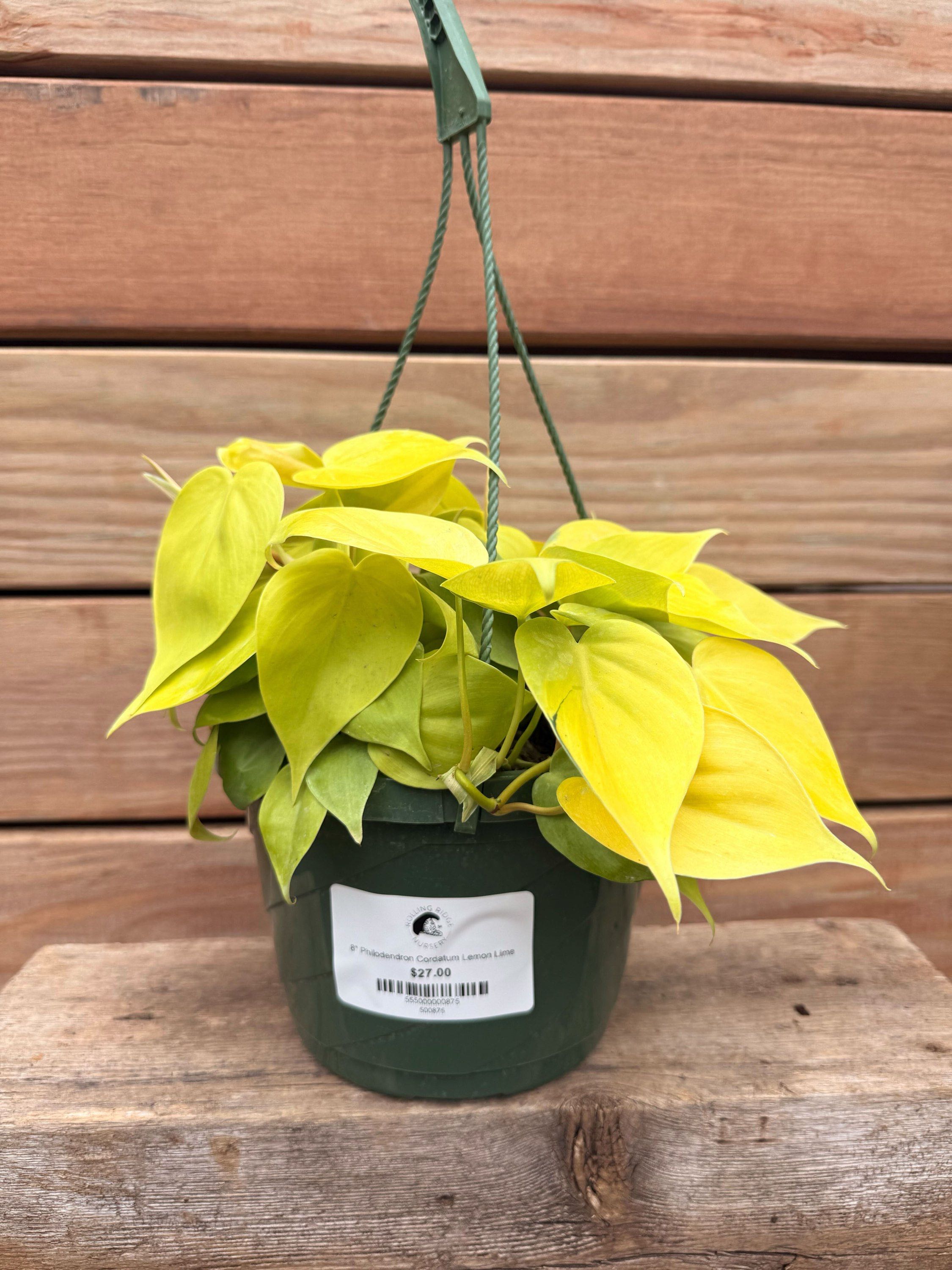 Philodendron Cordatum Lemon Lime
