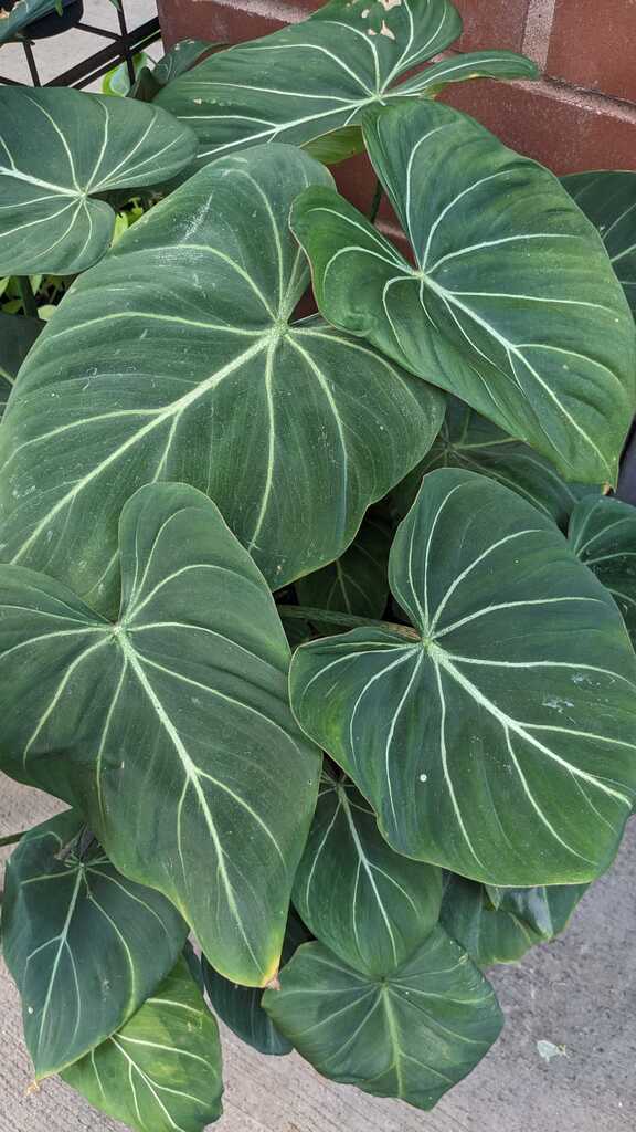 Philodendron Gloriosum