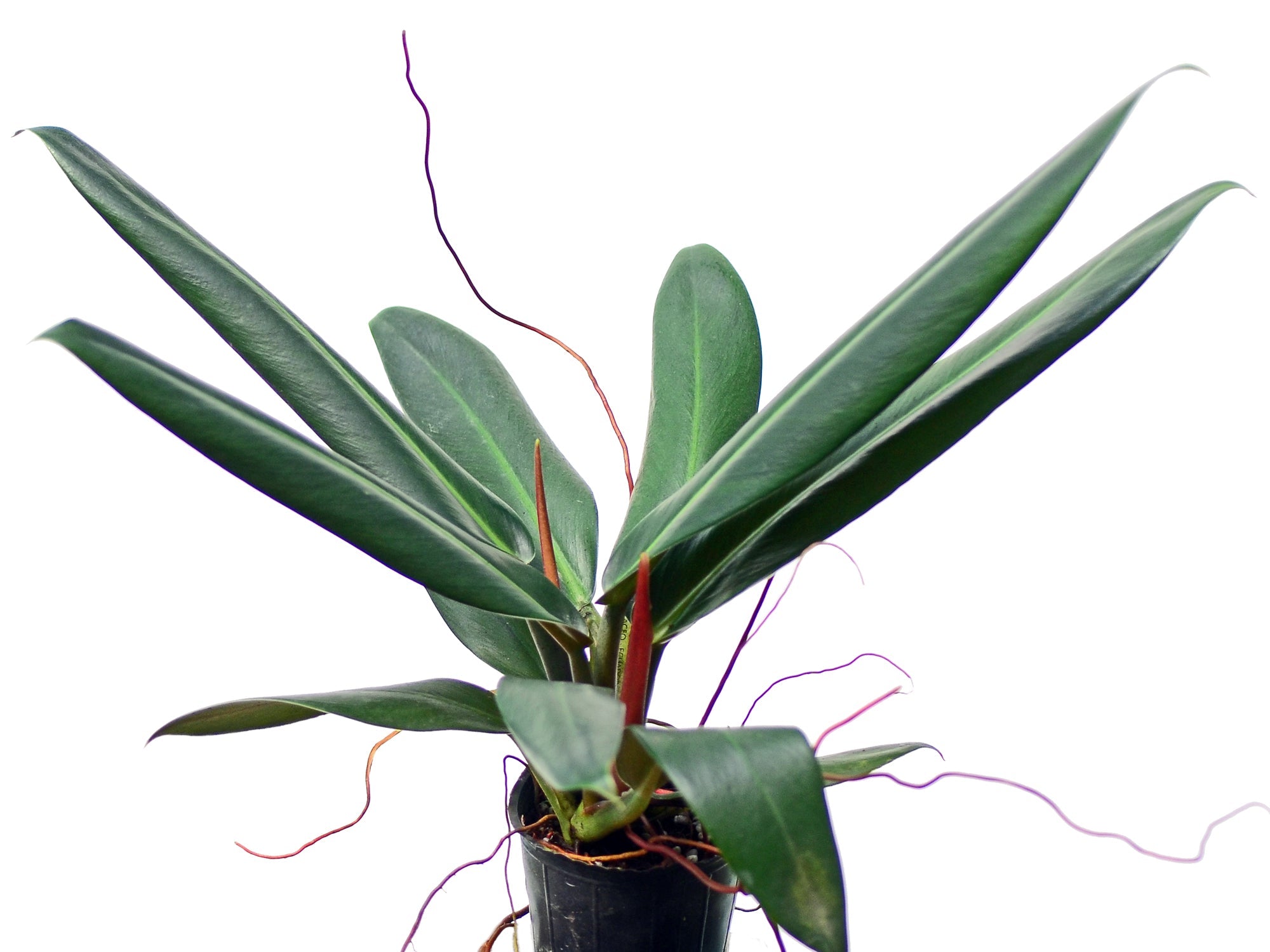 2" Philodendron Ruizii plant photo