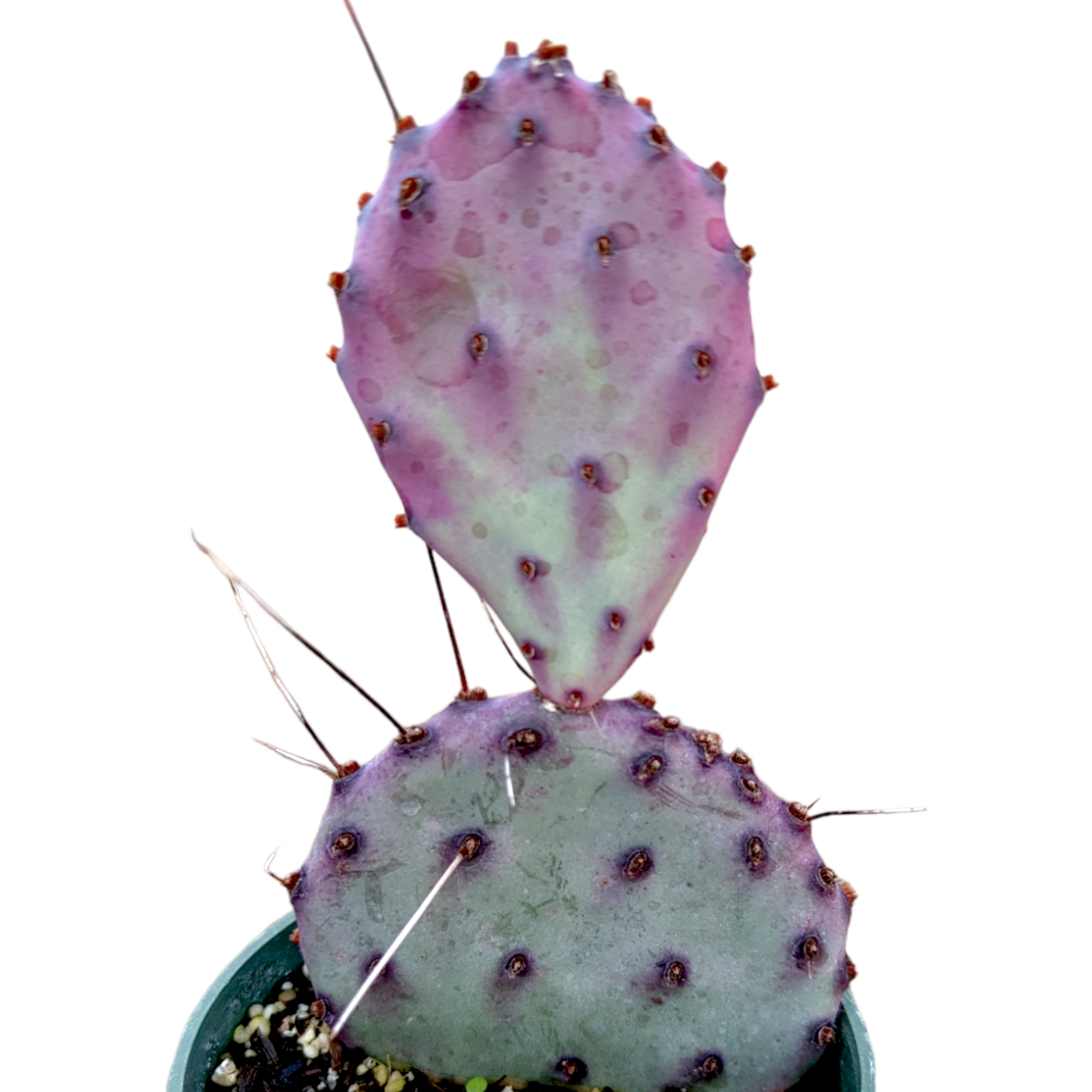 6" Cactus Prickly Pear plant photo