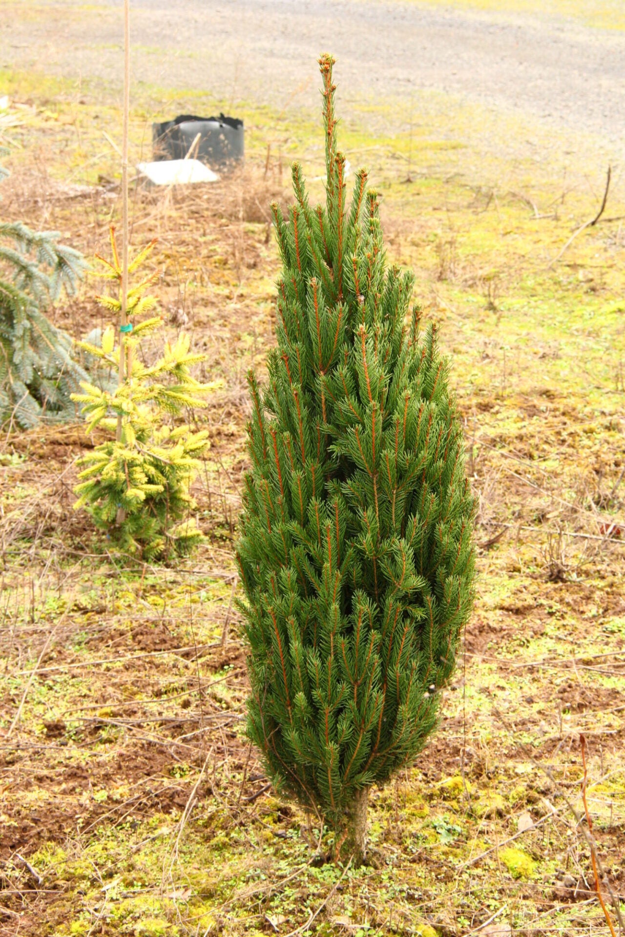 Spruce Columnar Norway