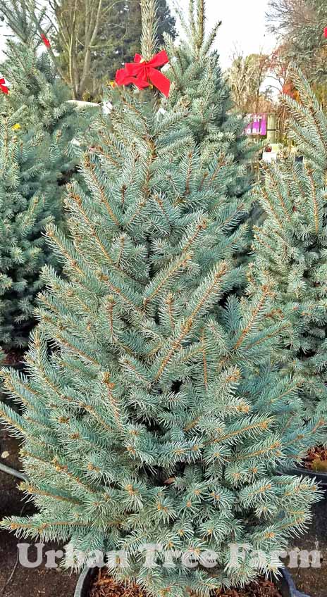 Spruce &