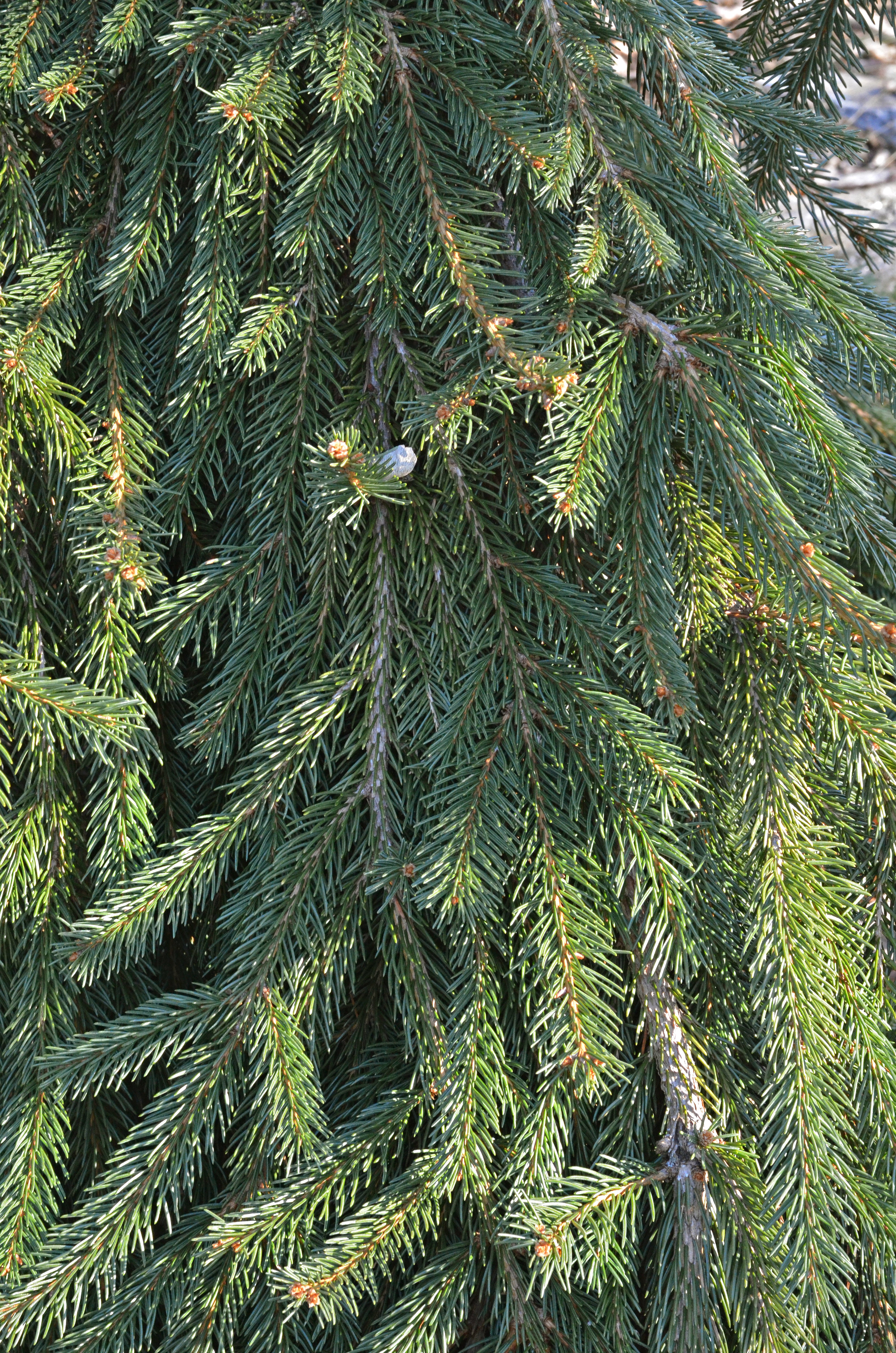 Spruce &