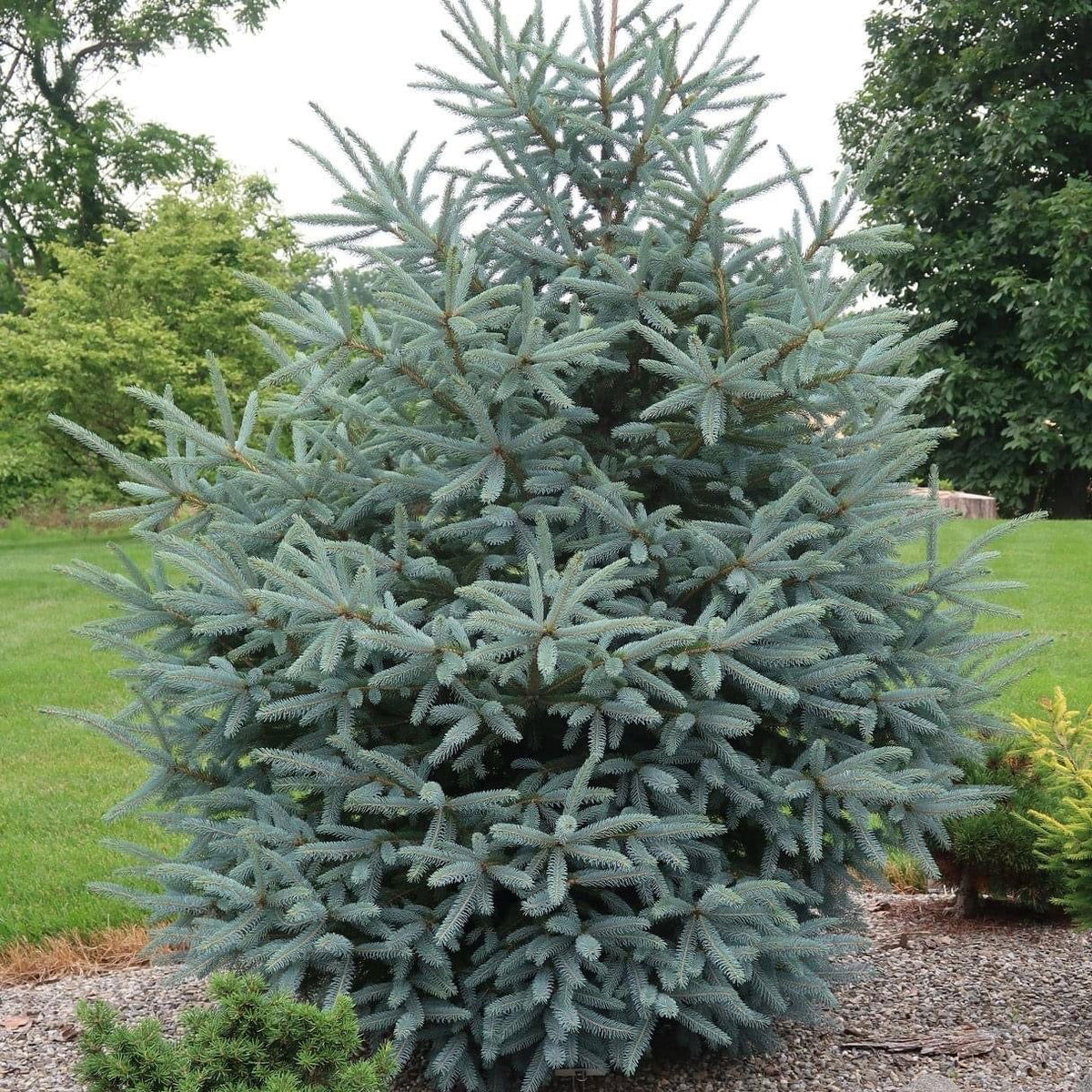 Spruce &