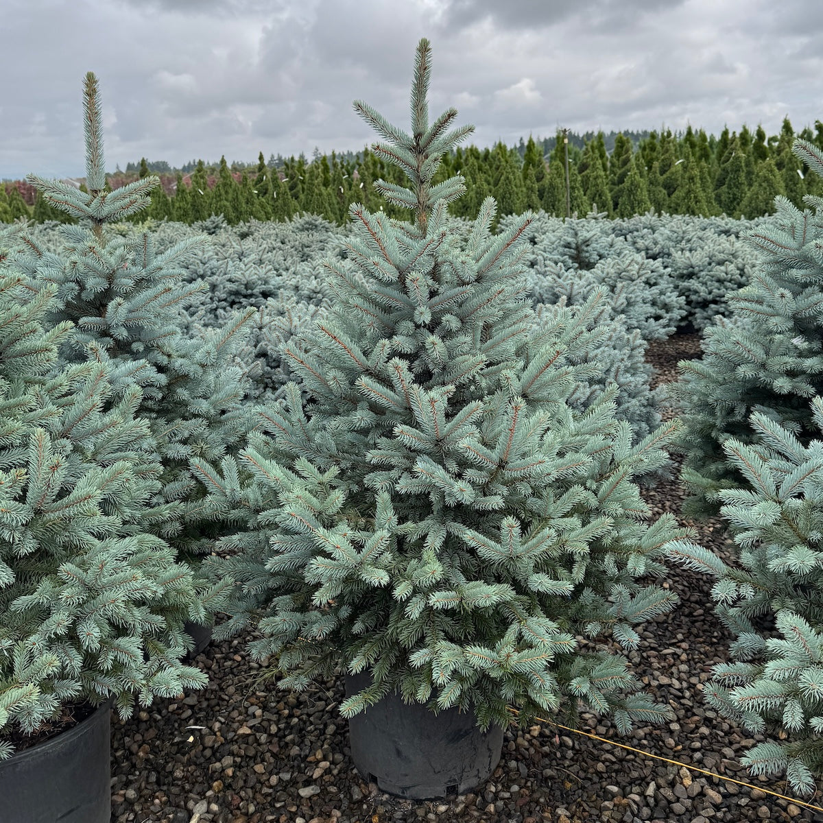 Spruce &