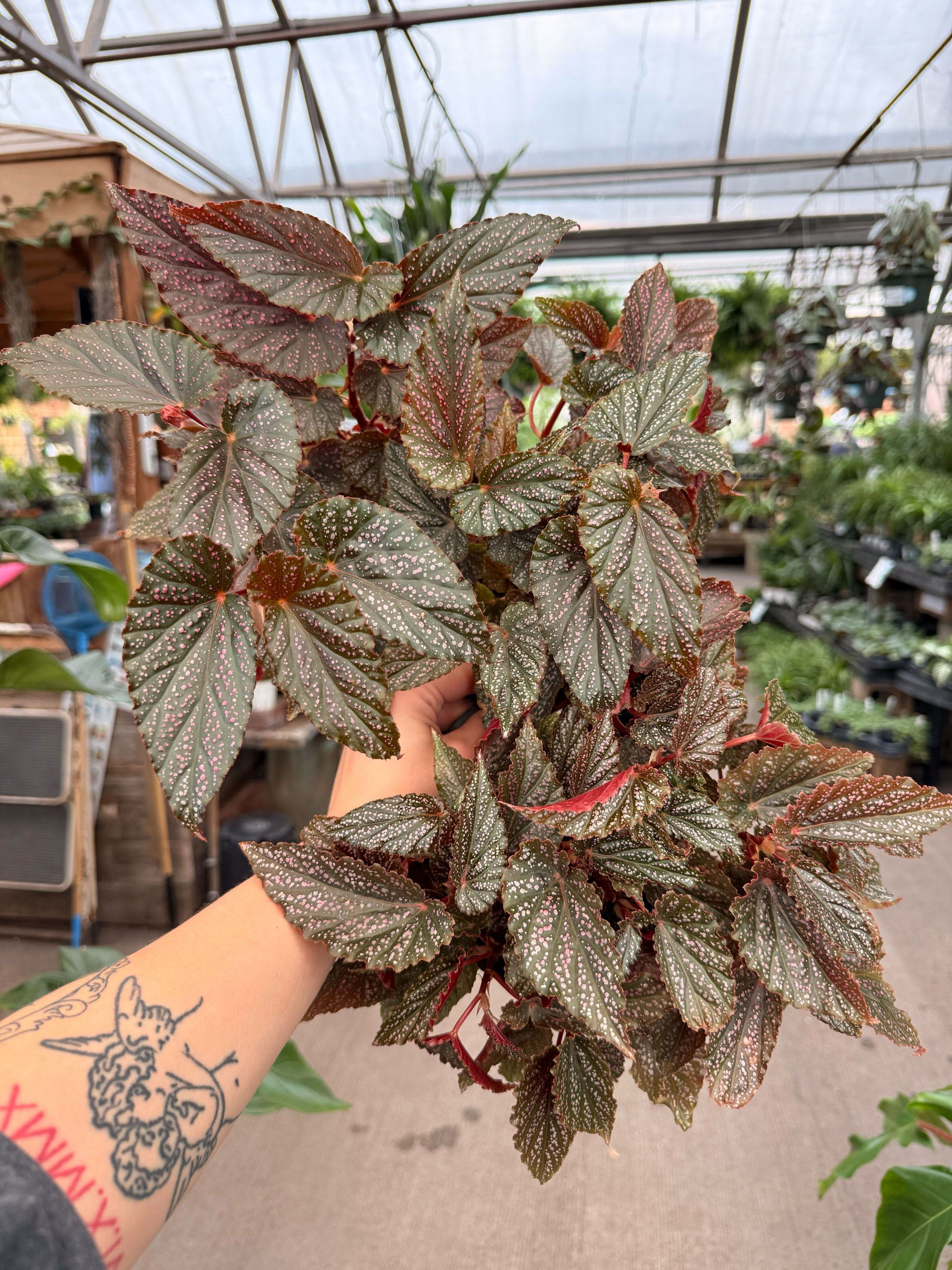 6" Begonia Maculata Pink Spot
