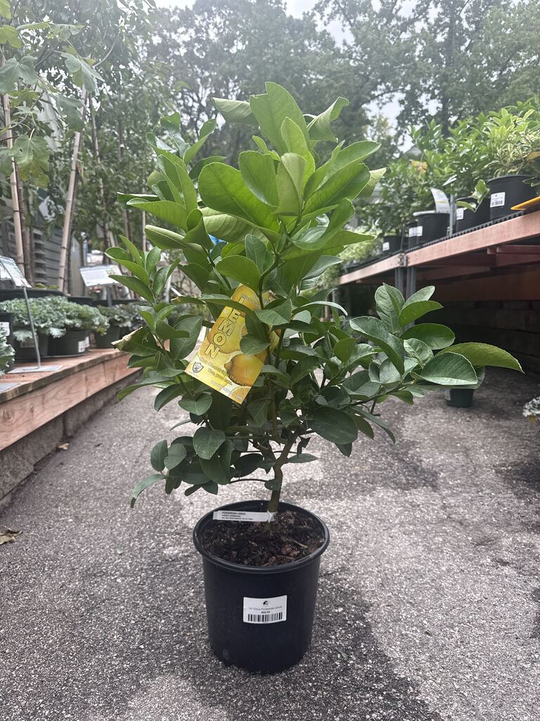 Ponderosa Lemon