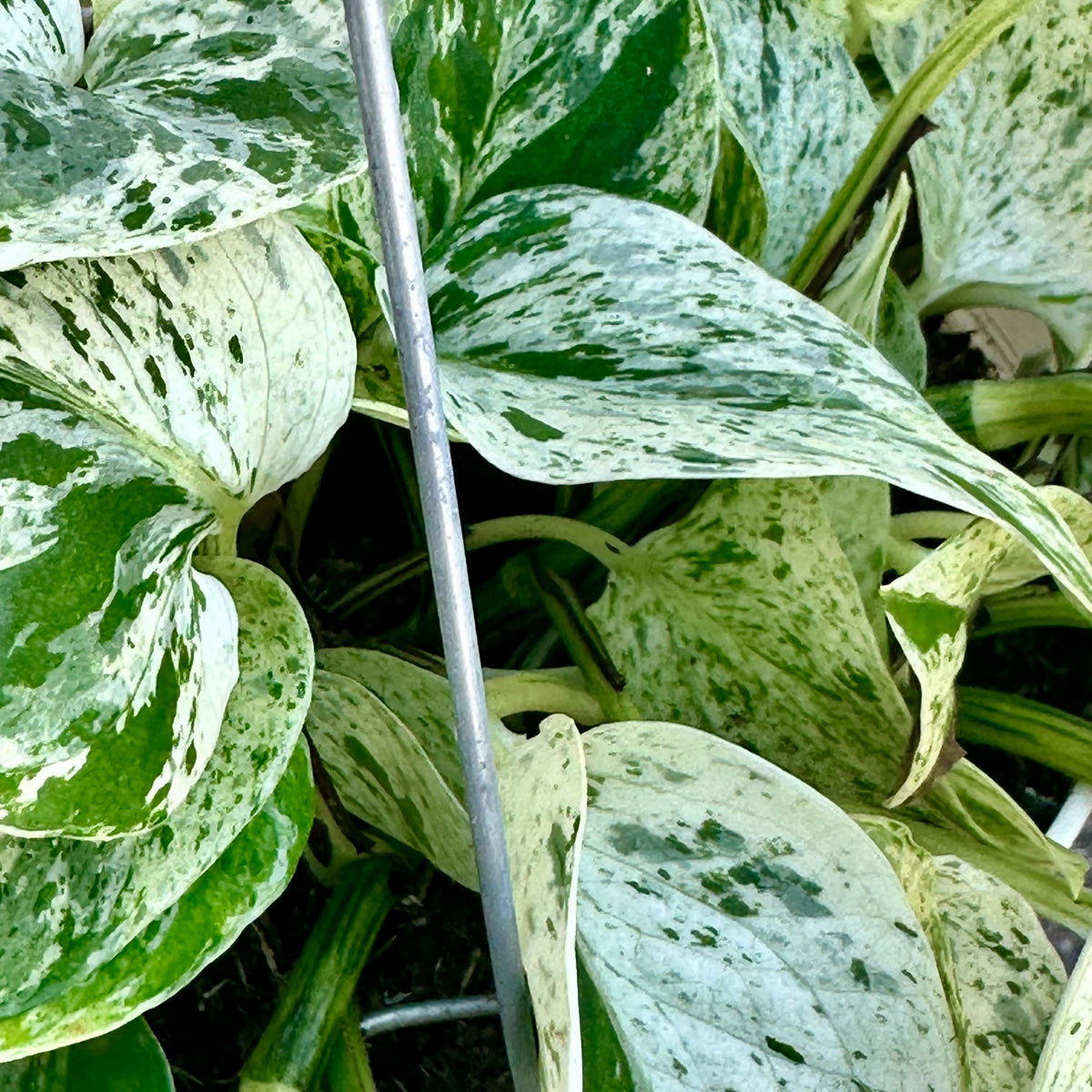 6" Epipremnum Snow Queen plant photo