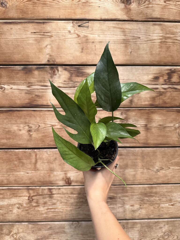 Pothos Baltic Blue