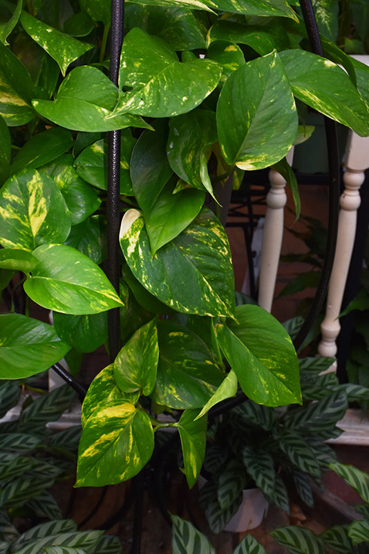 6" Pothos Golden plant photo