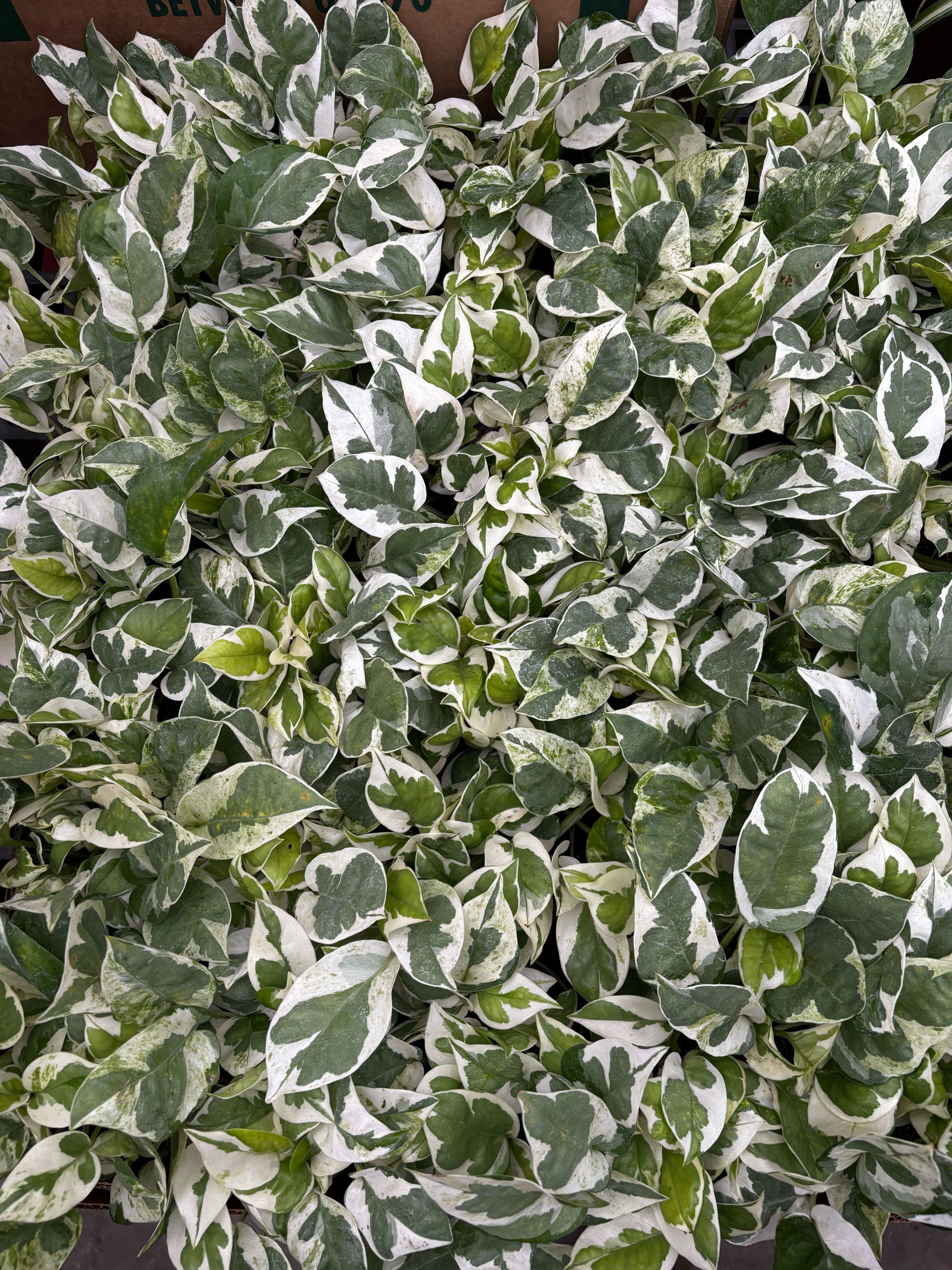 Pothos Pearls & Jade