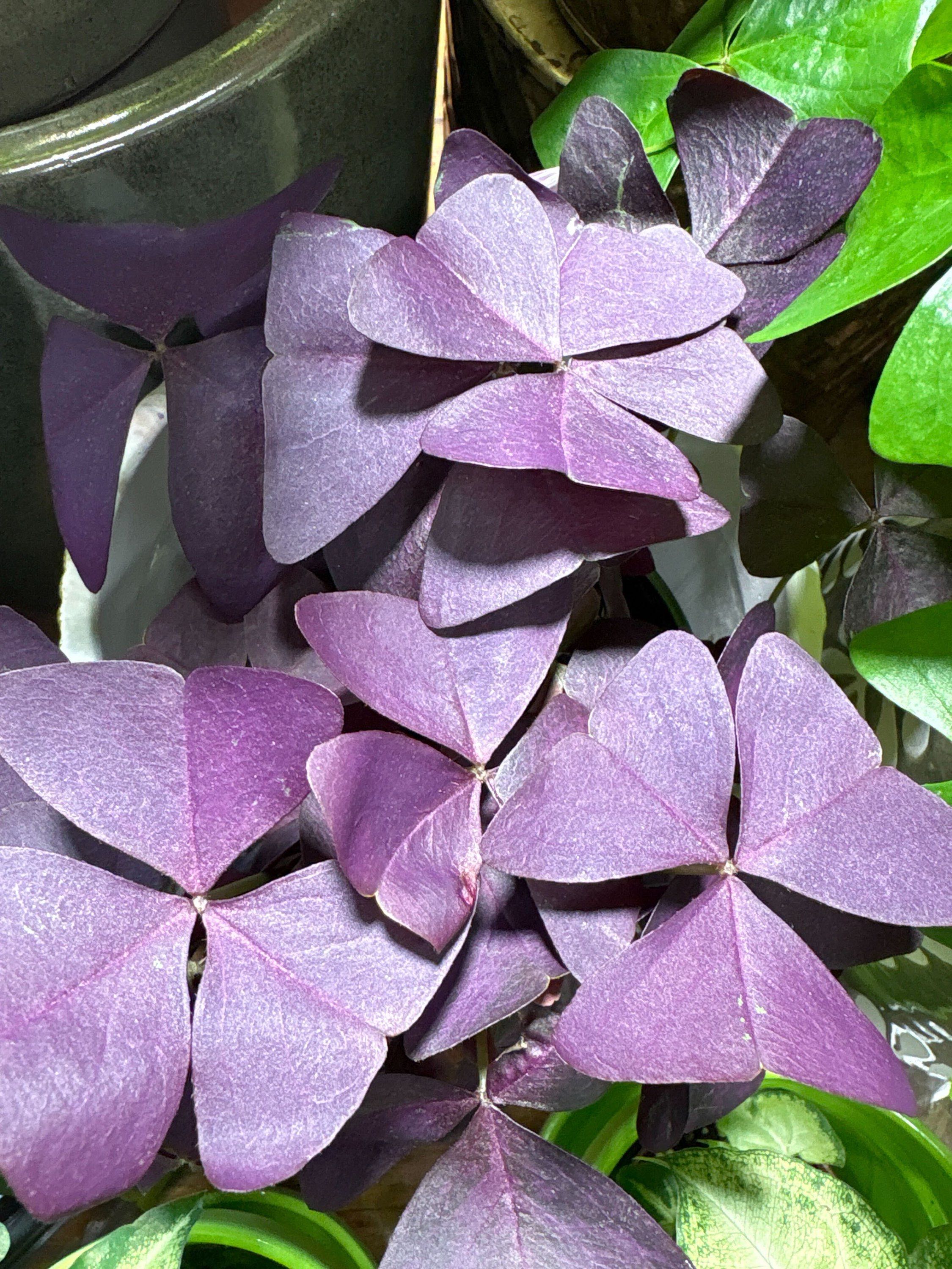 4" Oxalis Purple Shamrock