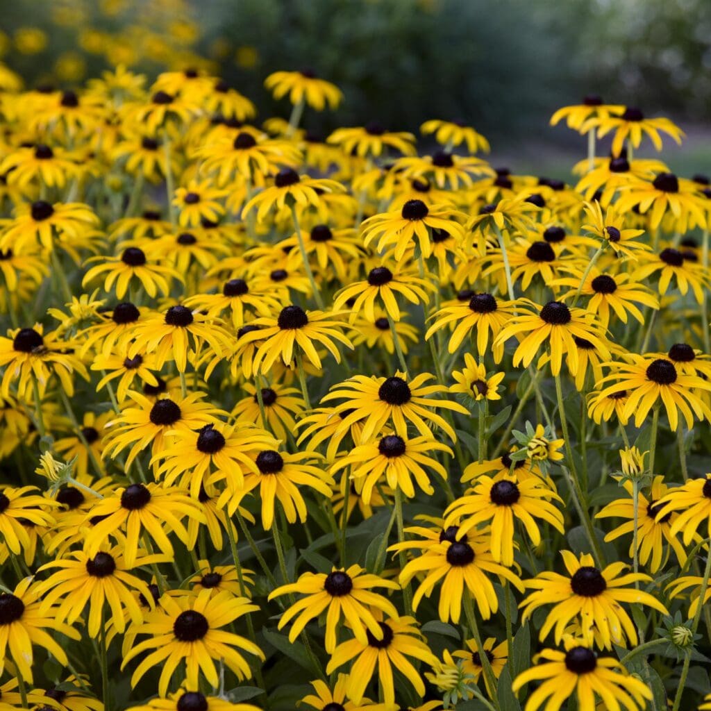 Rudbeckia Treasure Trove 1 gal plant photo