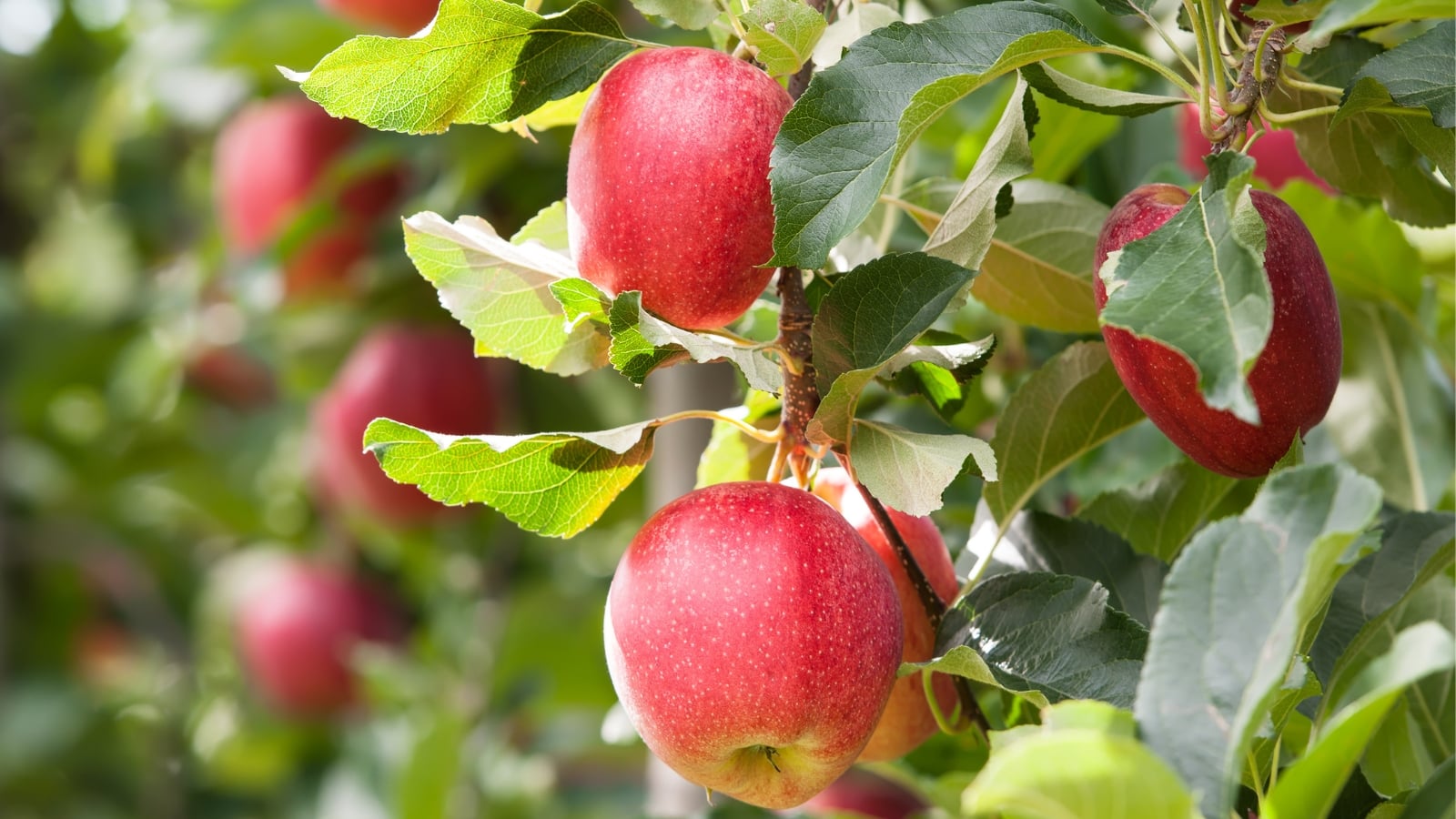 Apple &