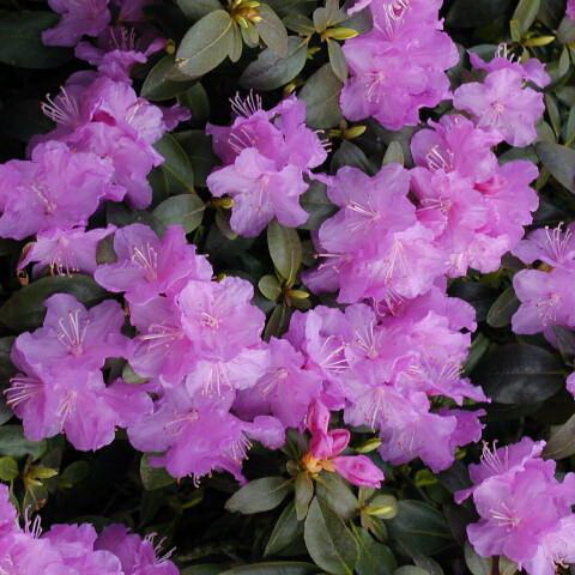 Rhododendron &