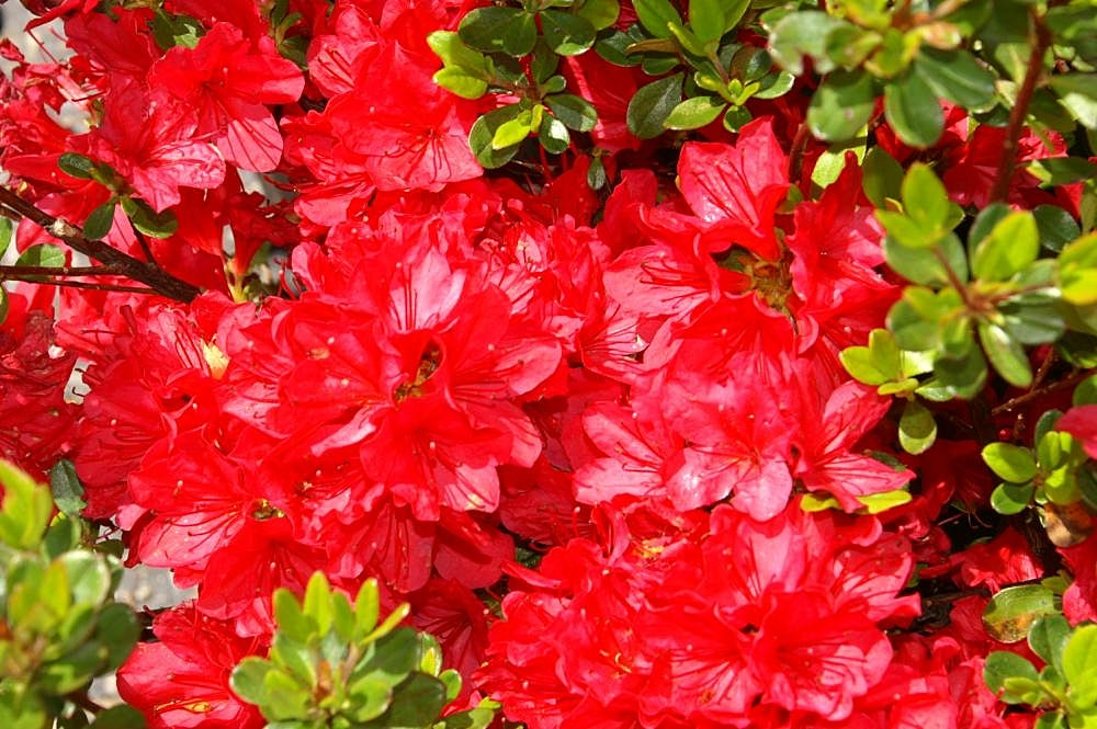 Azalea &