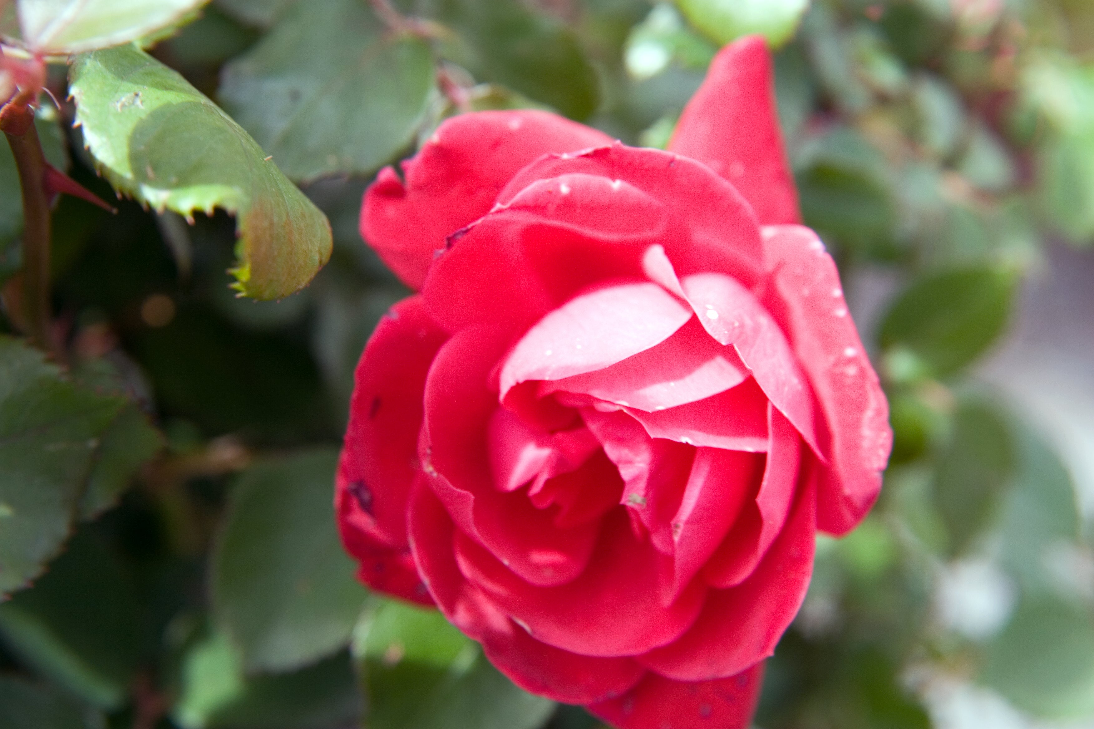 Rose &