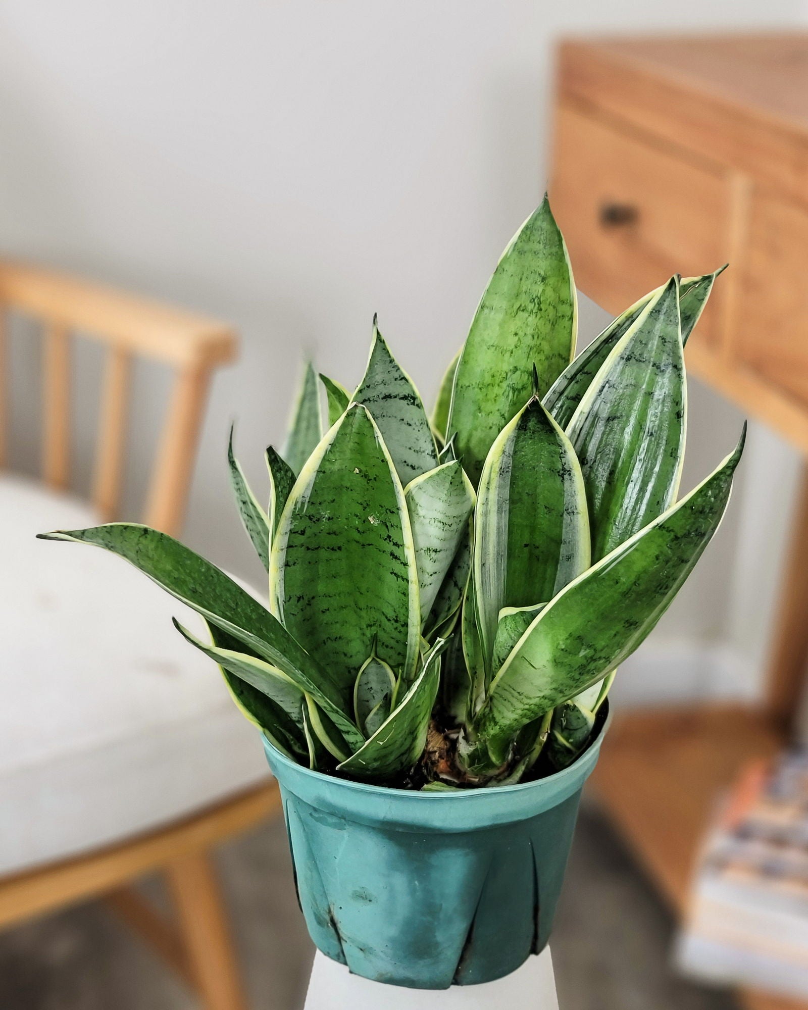 6" Sansevieria Night Owl plant photo