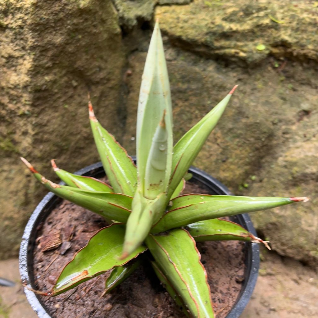4" Sansevieria Chao plant photo