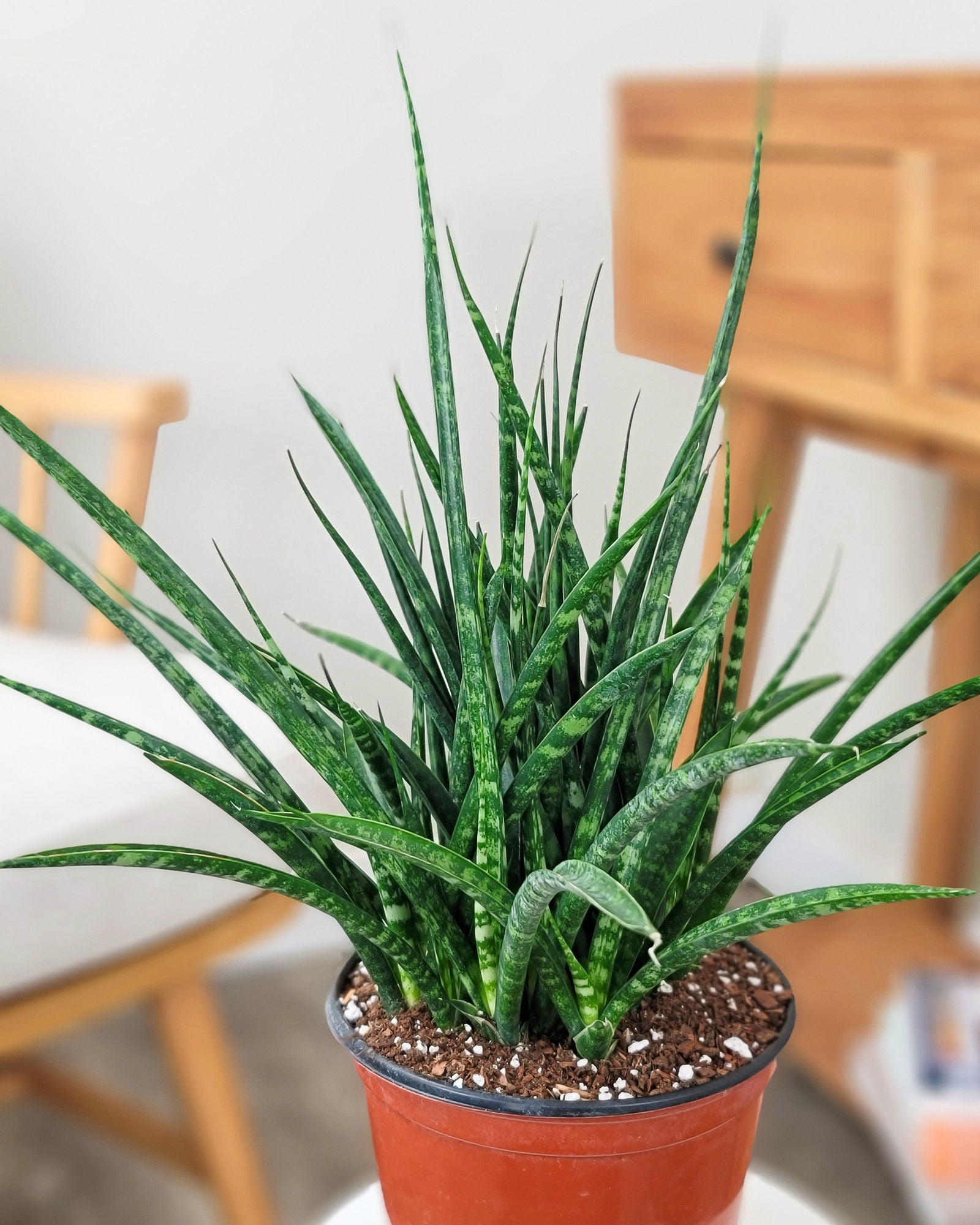 5" Sansevieria Fernwood Mikado plant photo
