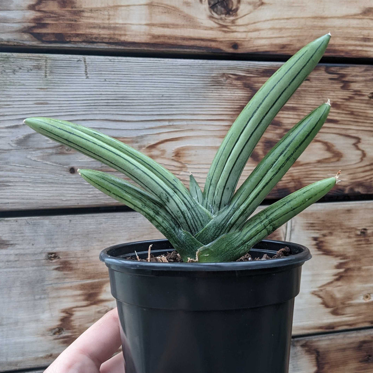 Sansevieria Ice Man