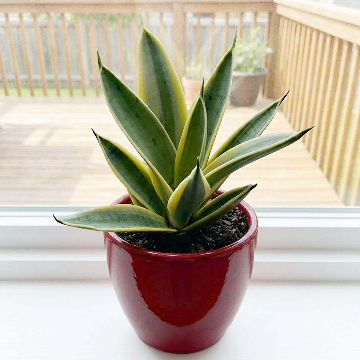 4" Sansevieria Marble Star plant photo