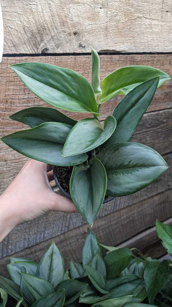 Scindapsus Treubii Moonlight