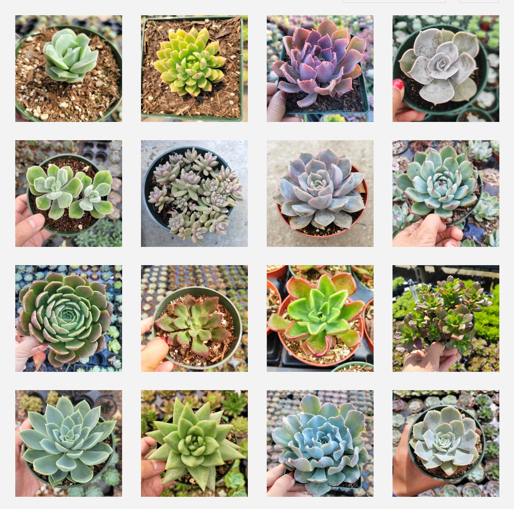 4" Succulent plant photo