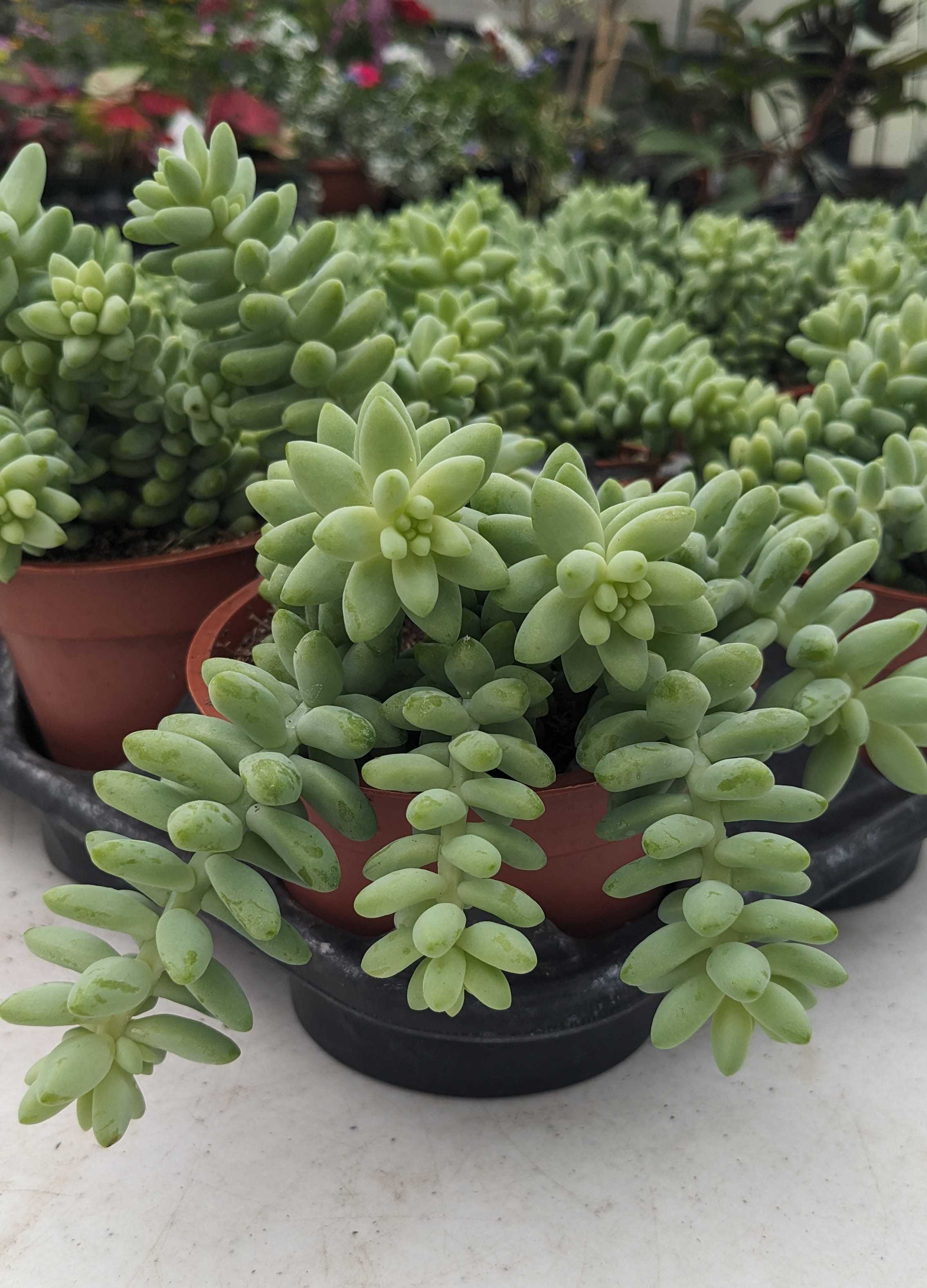 Sedum Donkey Tail
