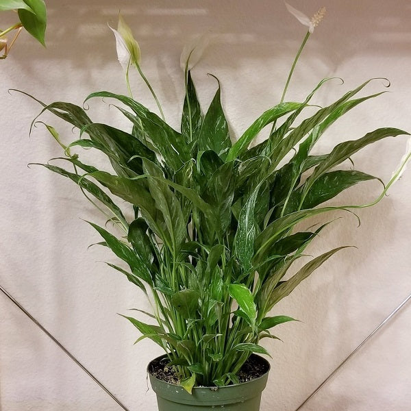 Spathiphyllum Domino plant photo