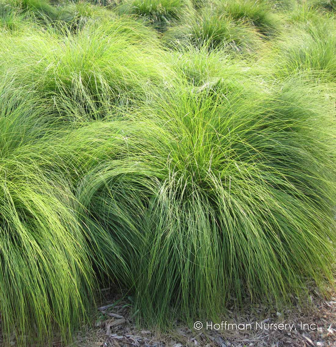 Prarie Dropseed Grass Sporobolus heterolepis 1gl