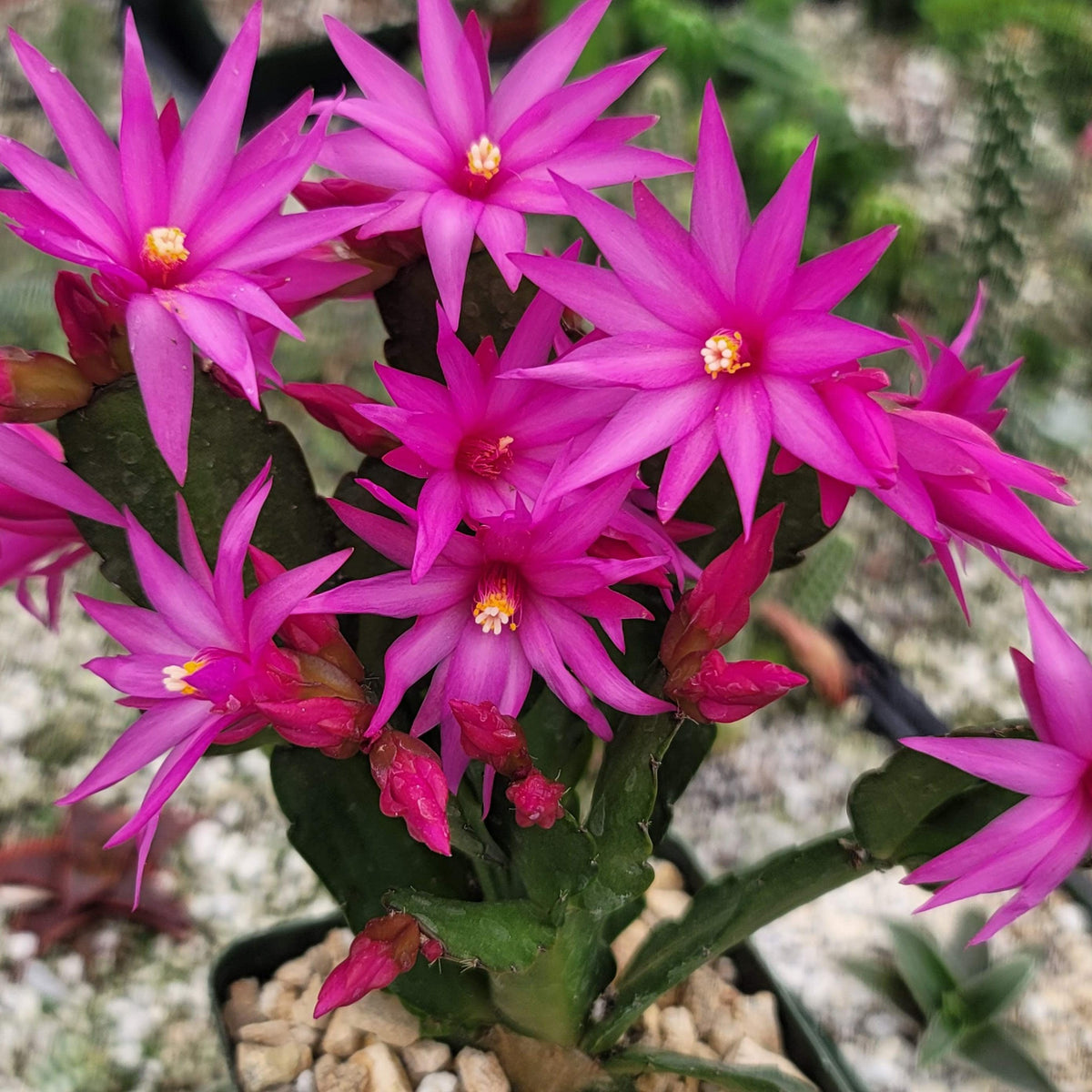 Spring Cactus plant photo