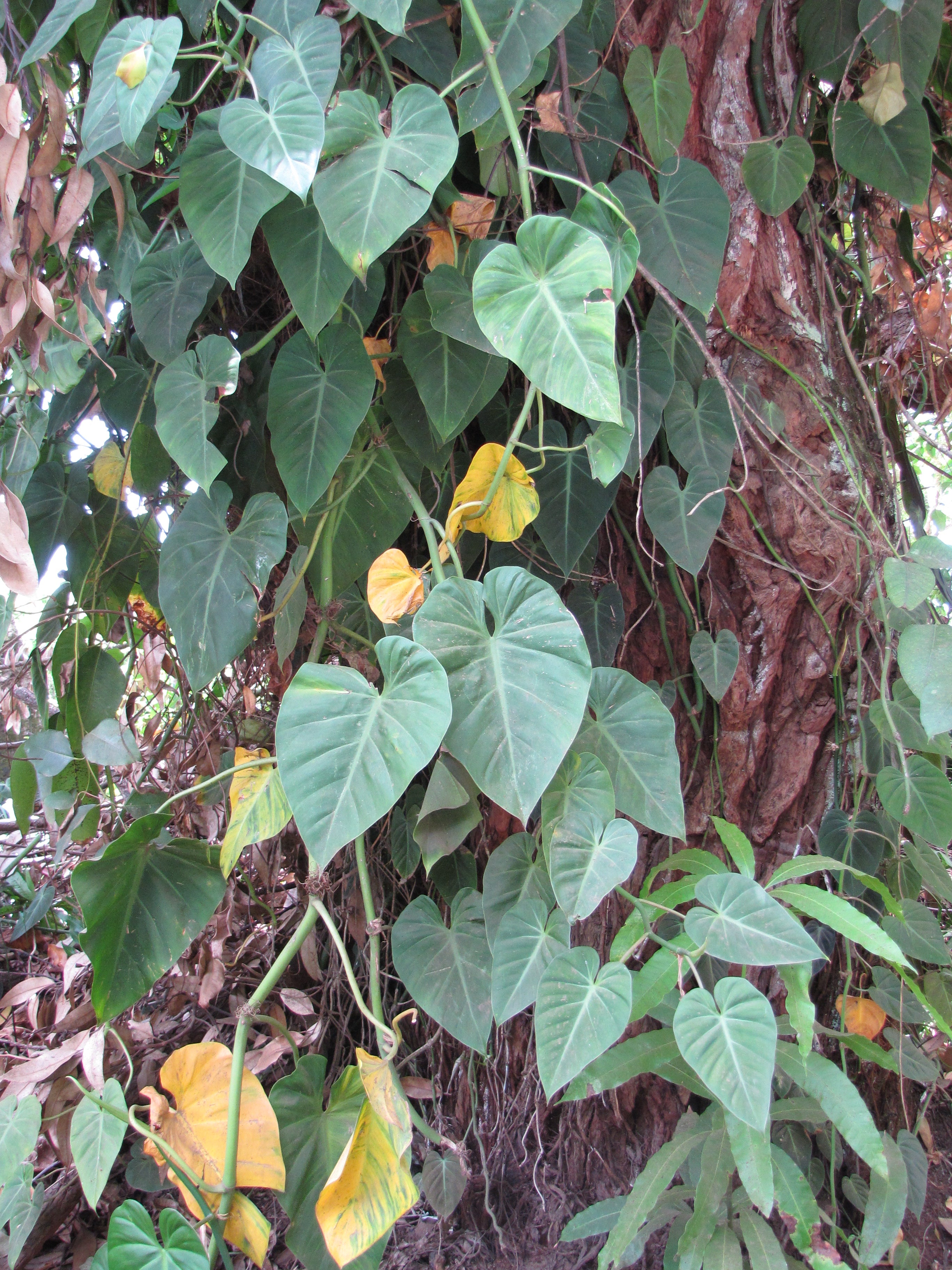 4" Philodendron Cordatum plant photo