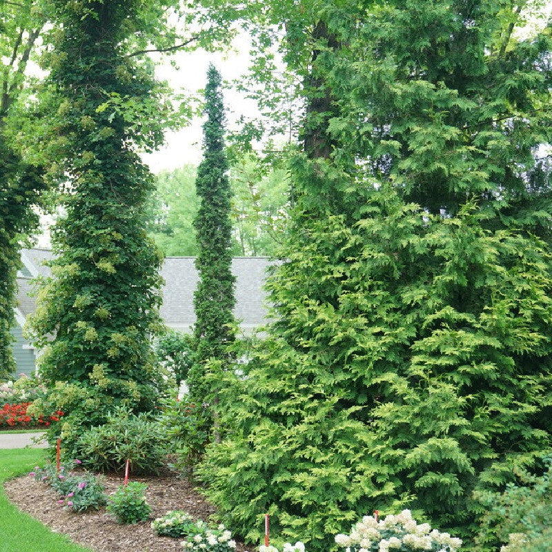Arborvitae &
