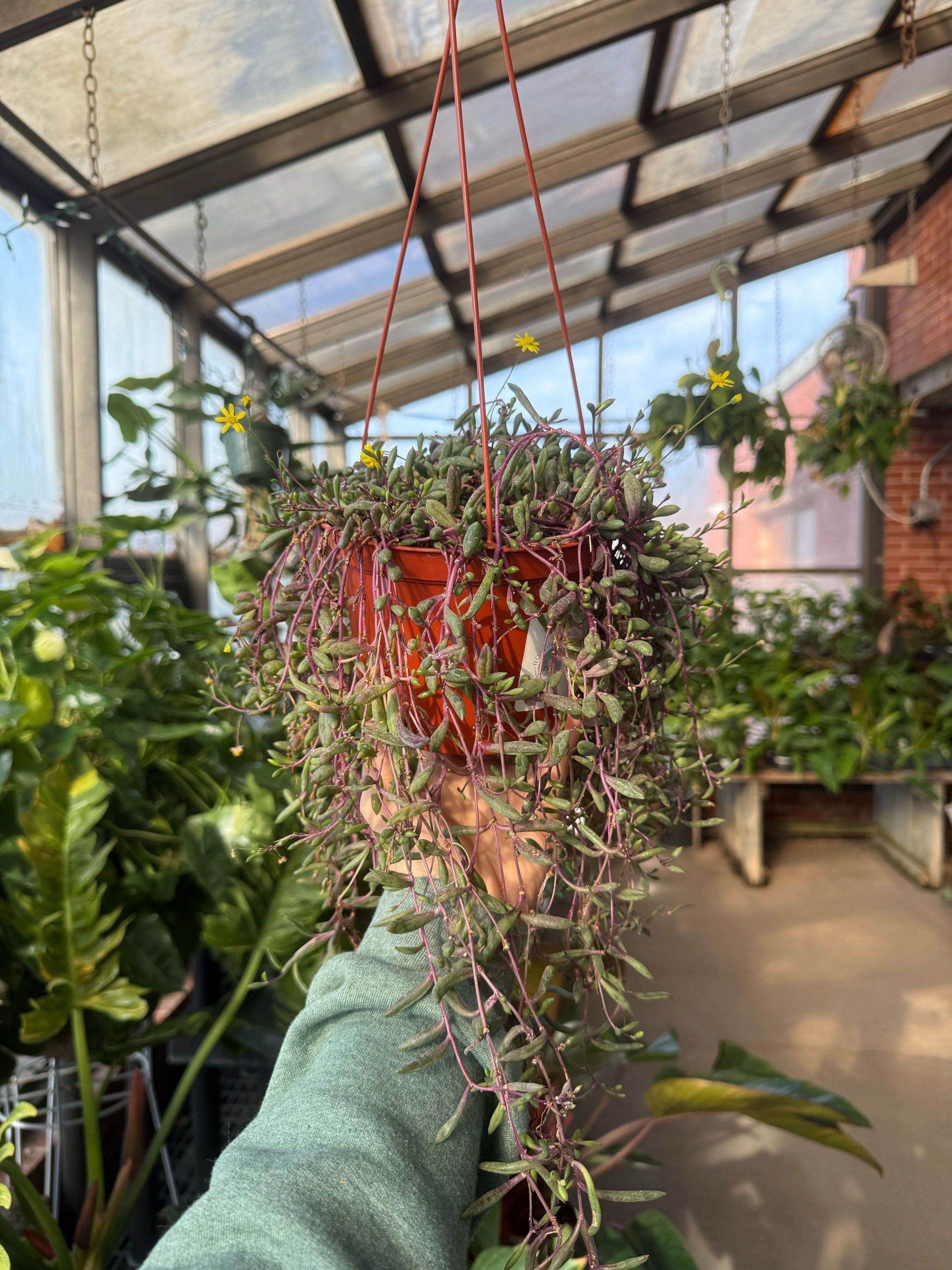 4" String of Bananas