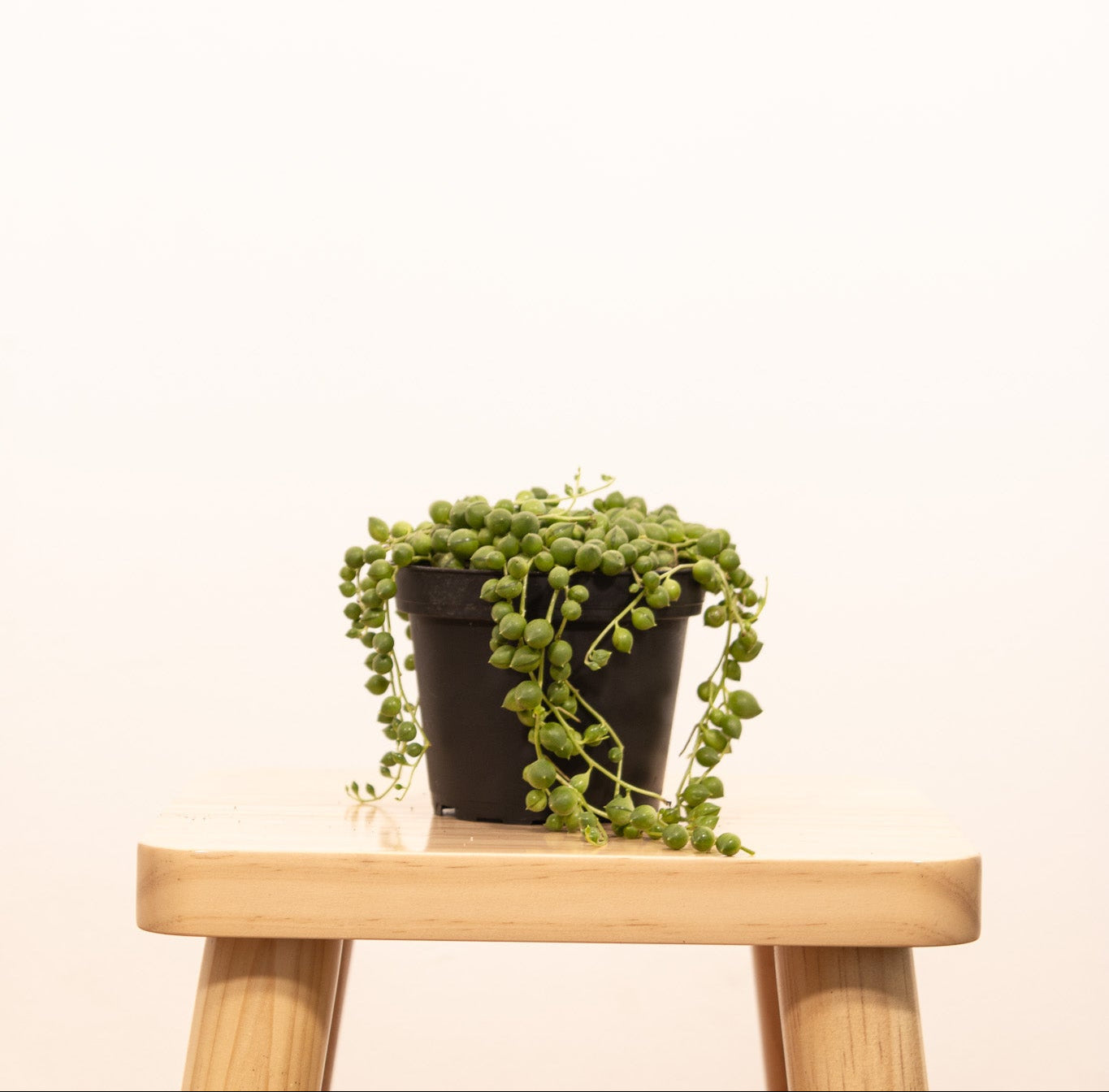 6" Succulent String of Pearl plant photo
