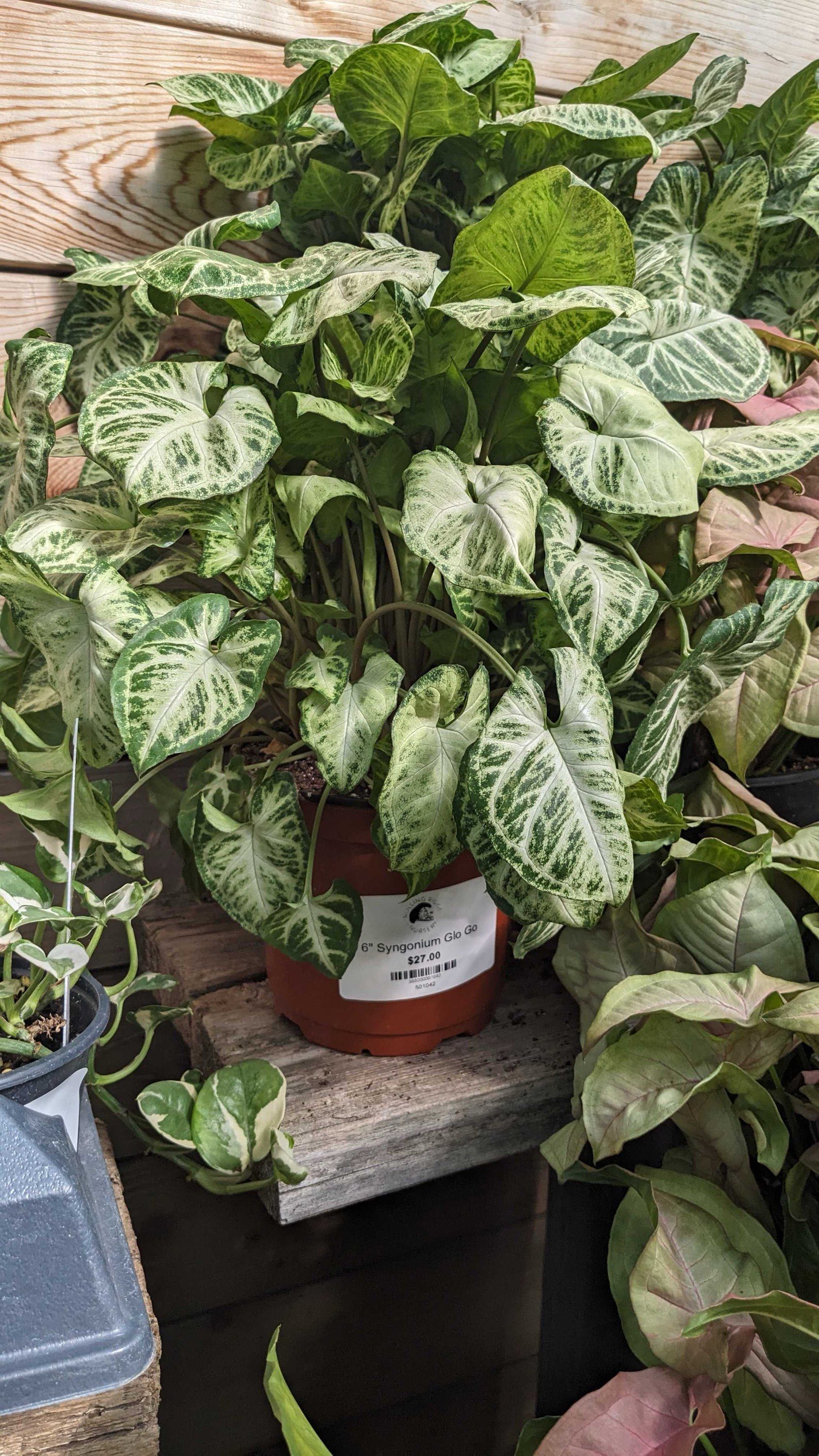 6" Syngonium Glo Go