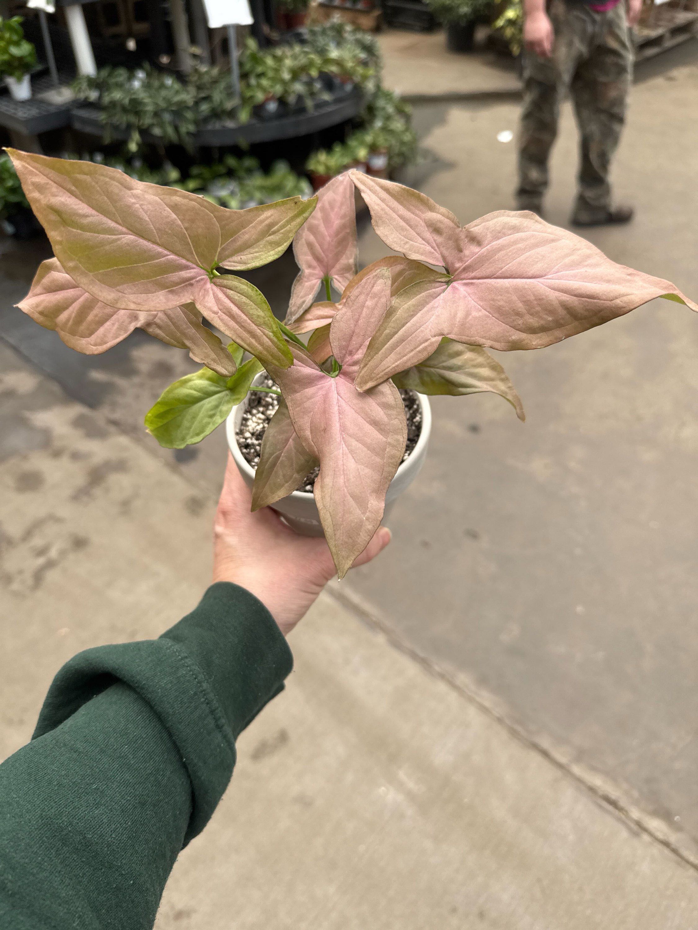 4" Syngonium Pink Perfection
