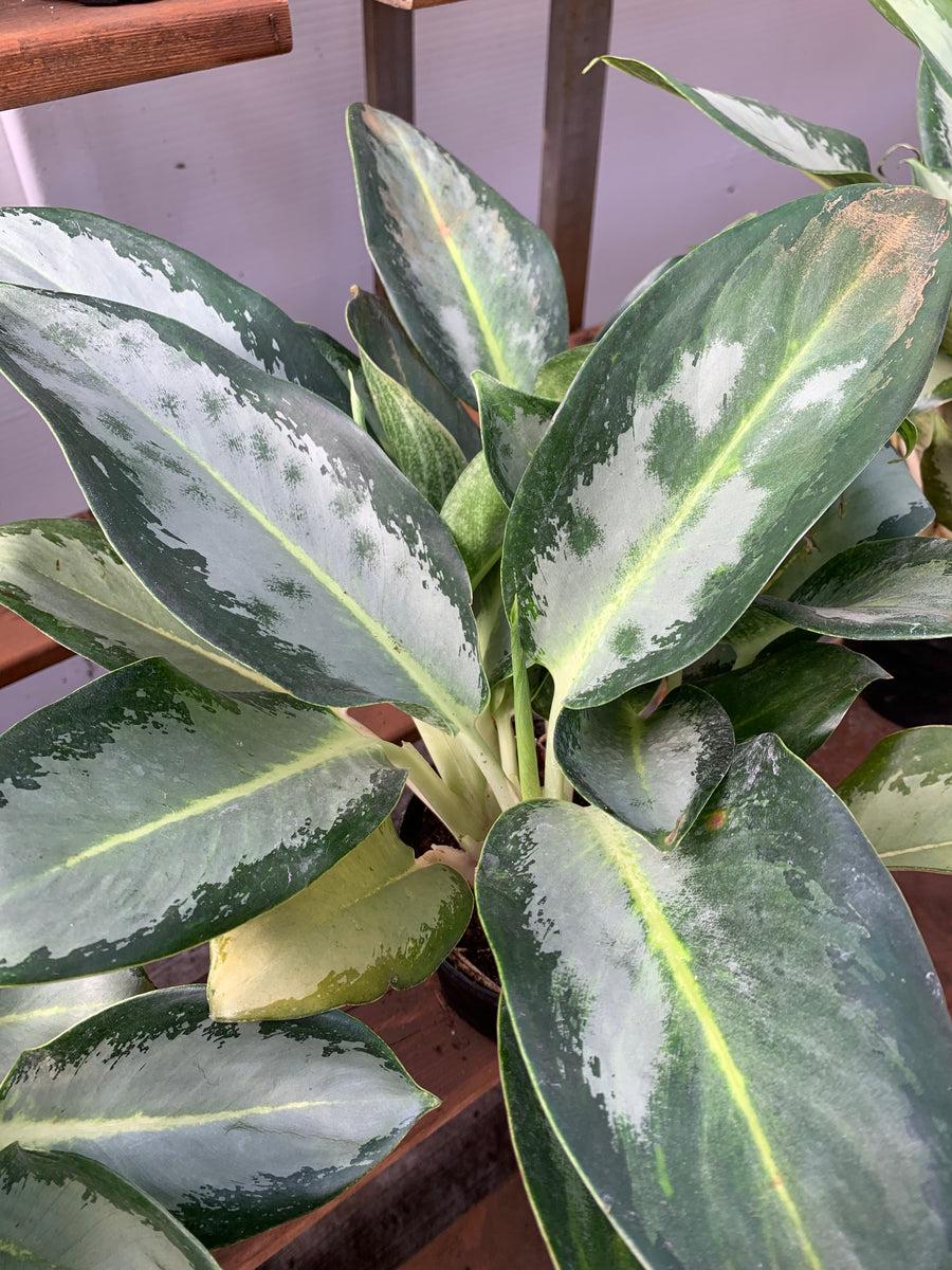 10" Aglaonema plant photo