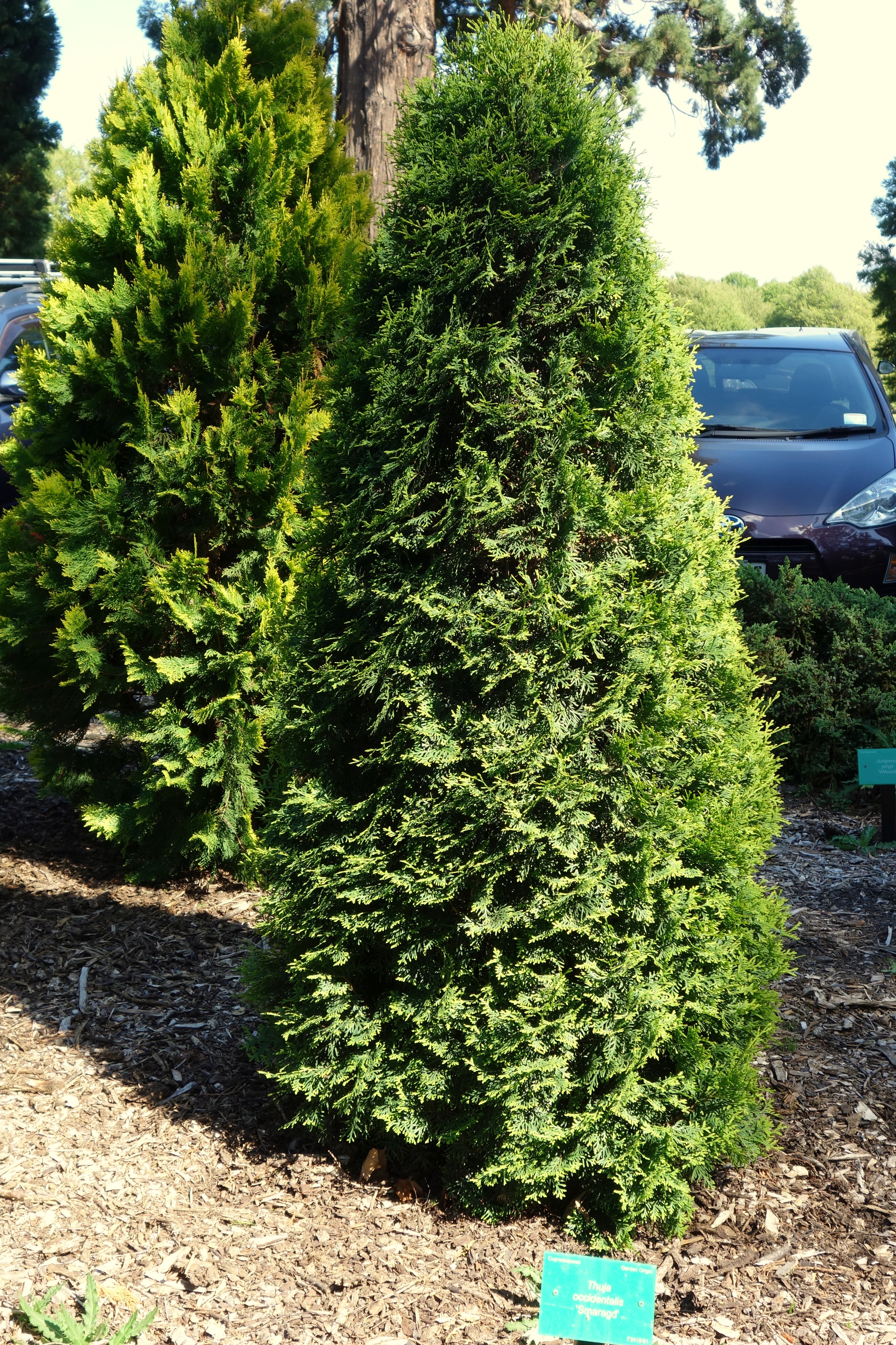 Arborvitae &