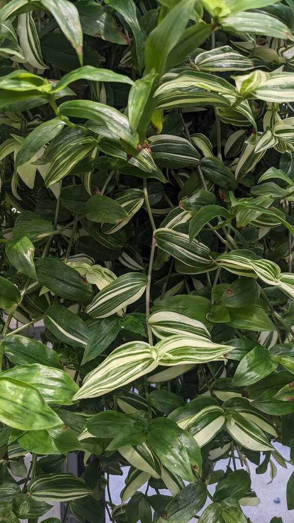 Tradescantia Green