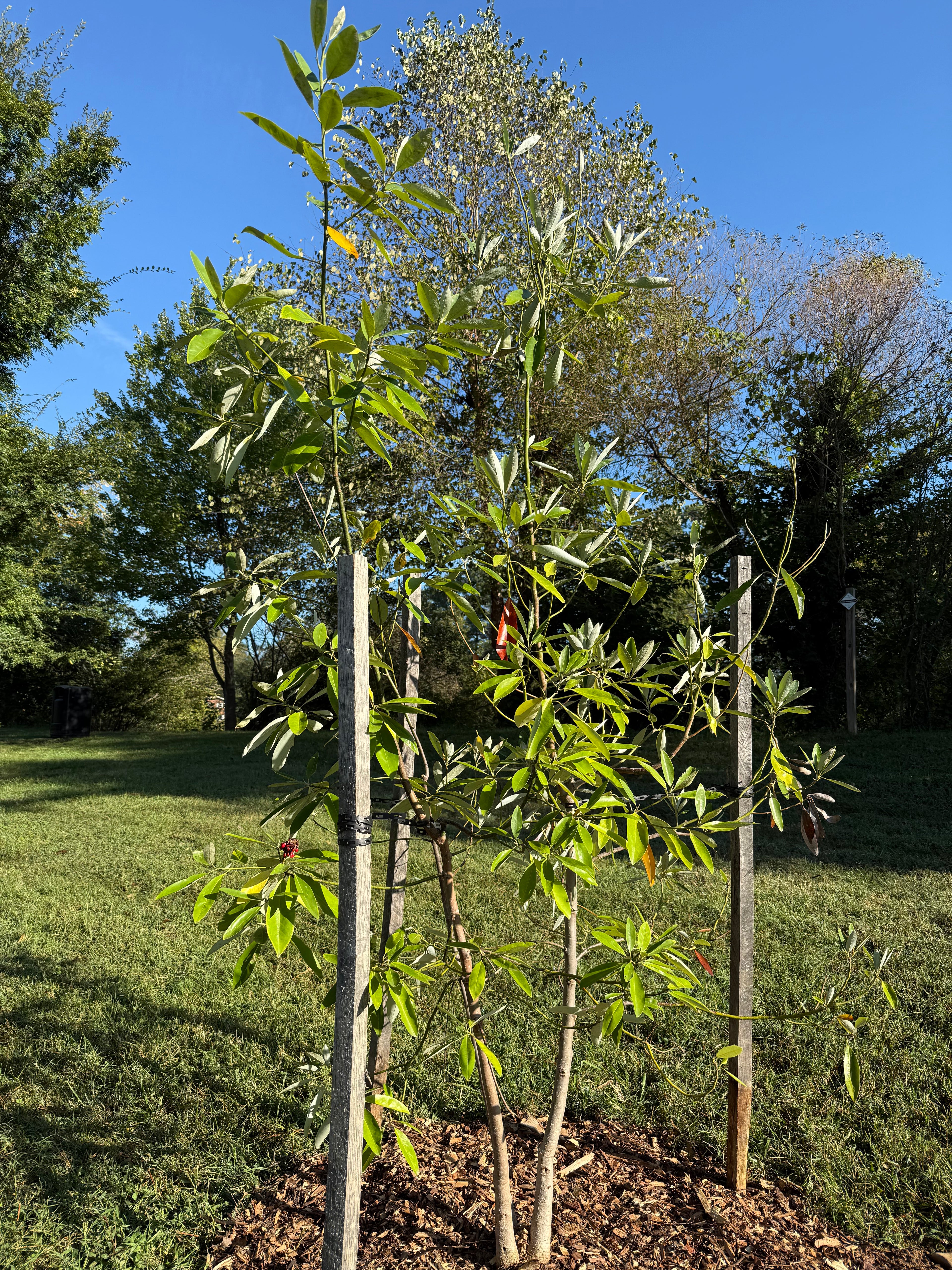 Magnolia &