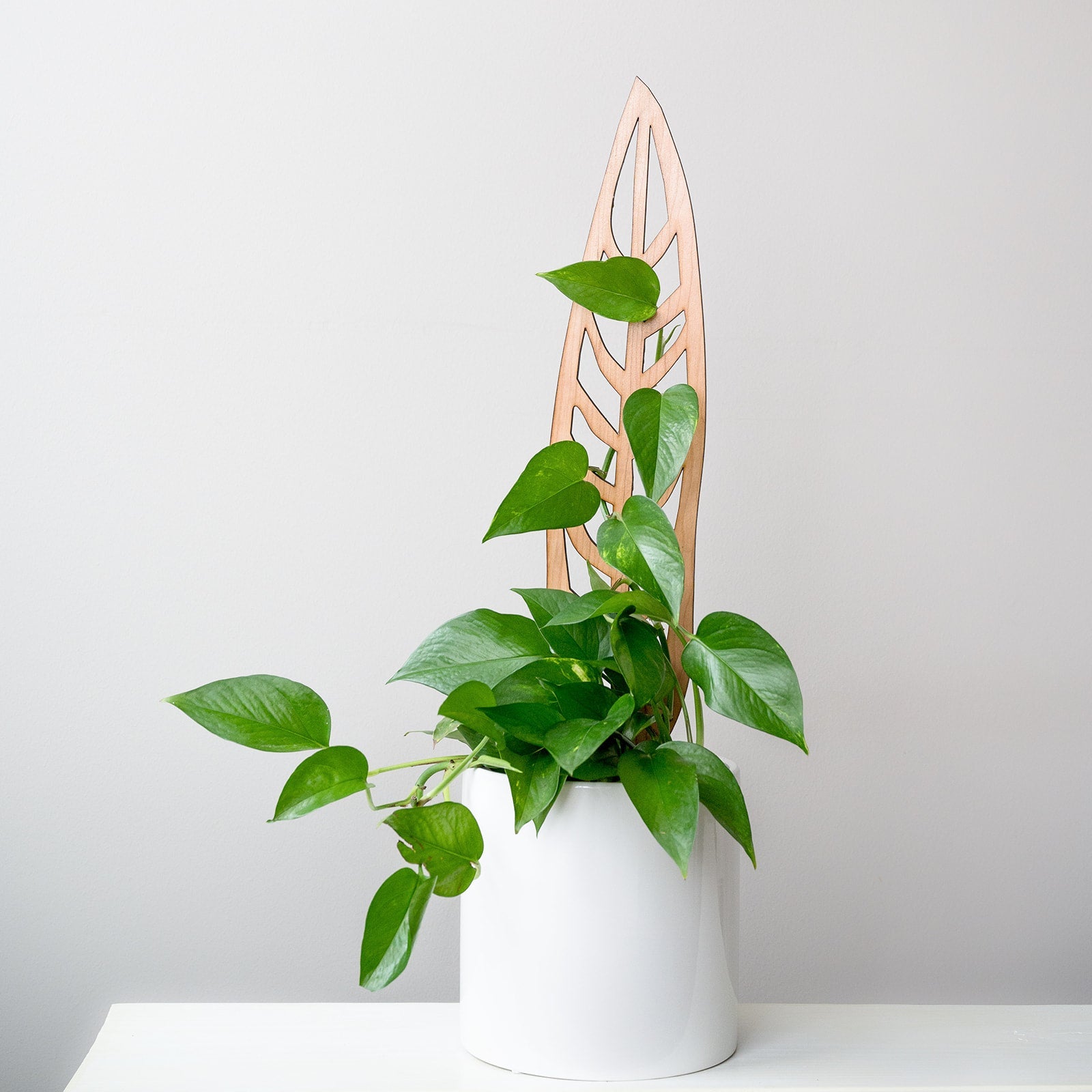 Treleaf 24" anthrulla grande staked cherry product photo