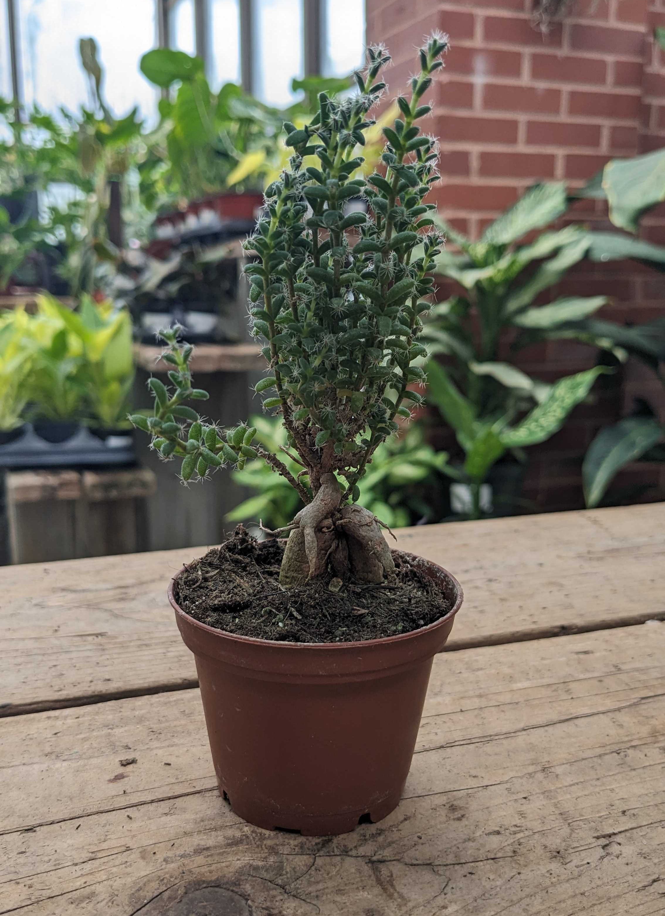 Trichodiadema Bulbosum Schwantes