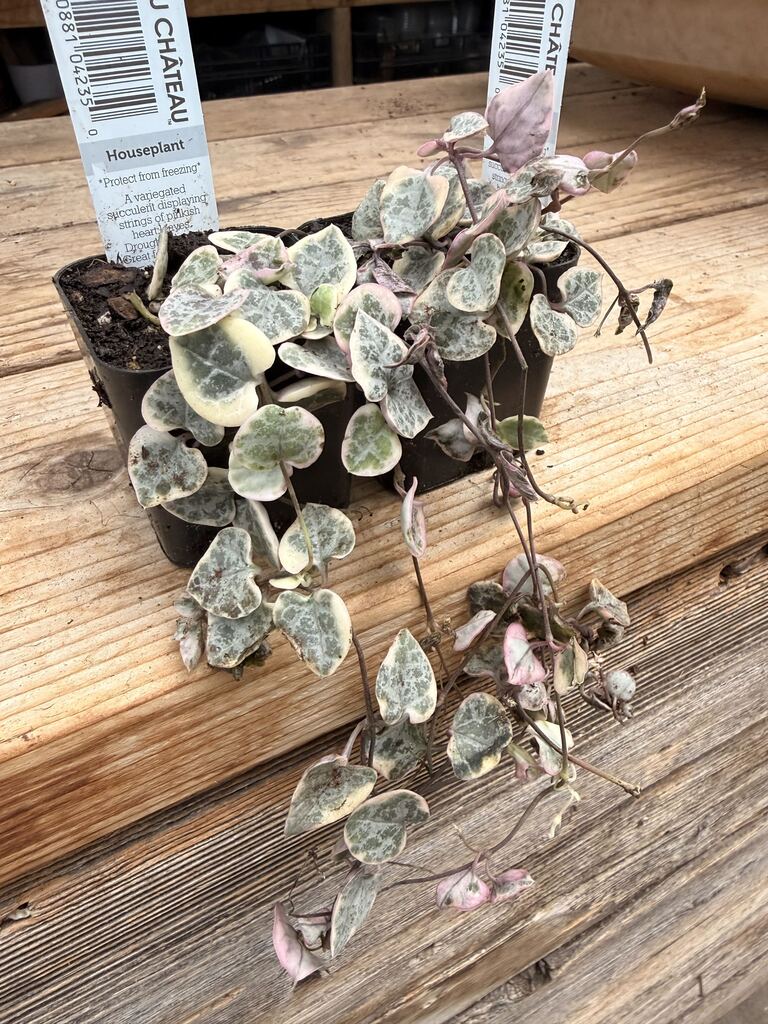 Variegated String of Hearts