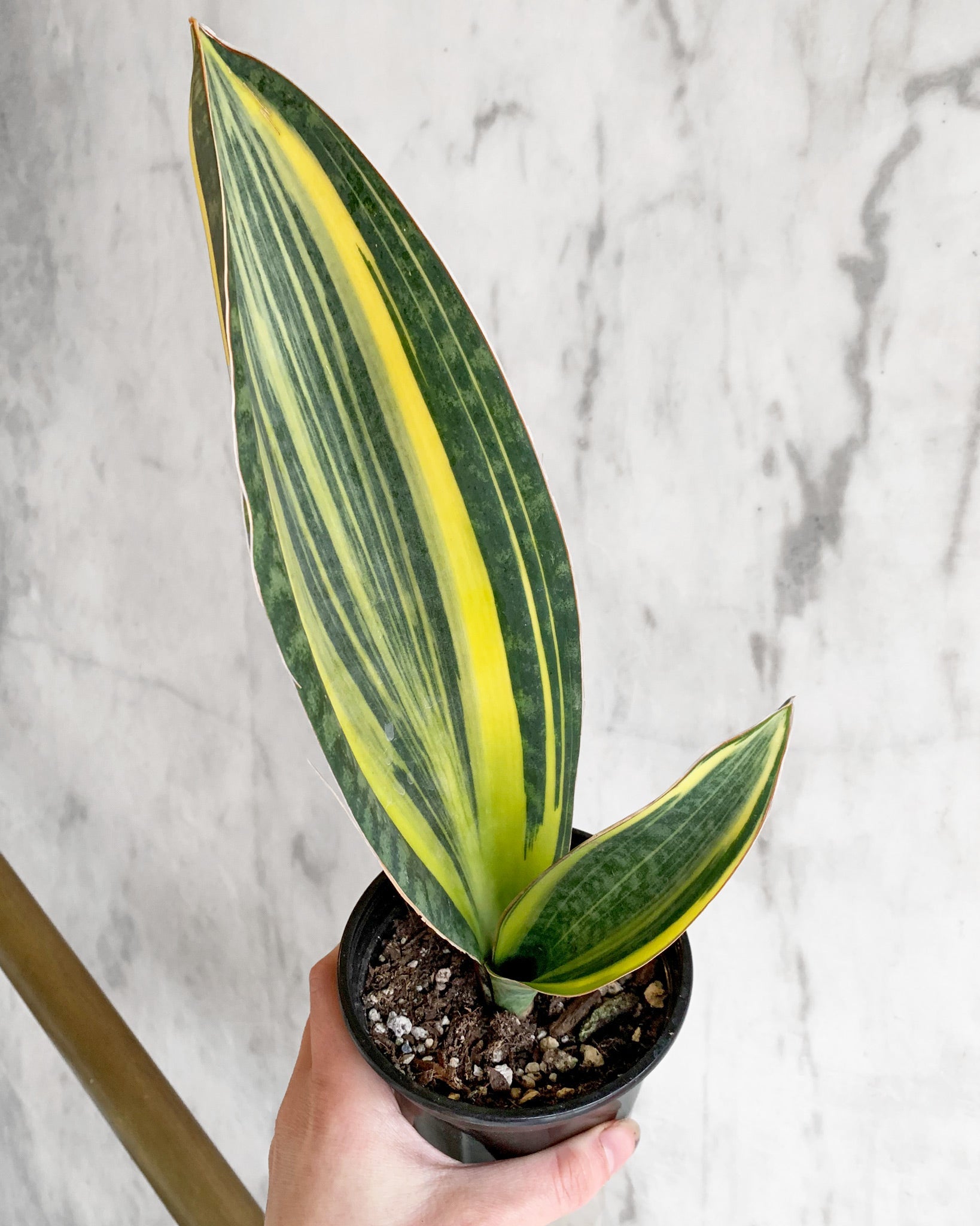 6" Sansevieria Whale Tail Varg. plant photo