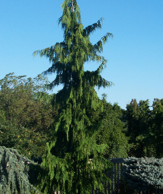 False Cypress &