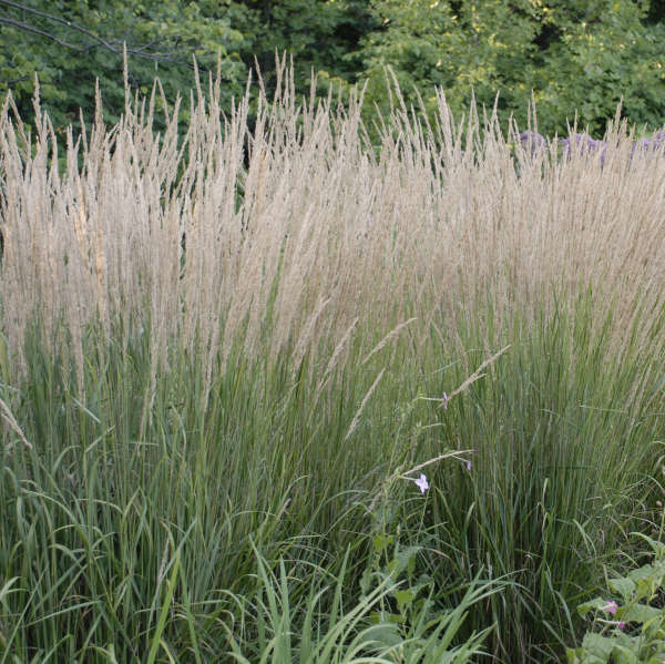 Grass Calamagrostis Karl Foerster 2 gal plant photo