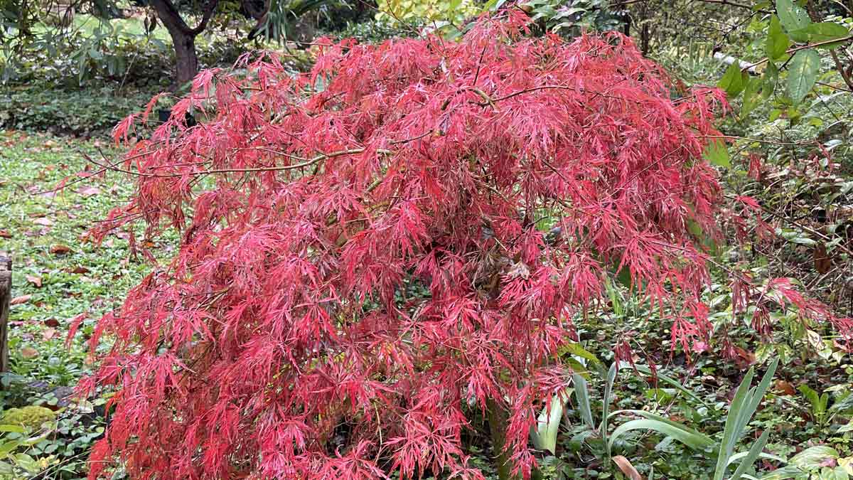 Japanese Maple &